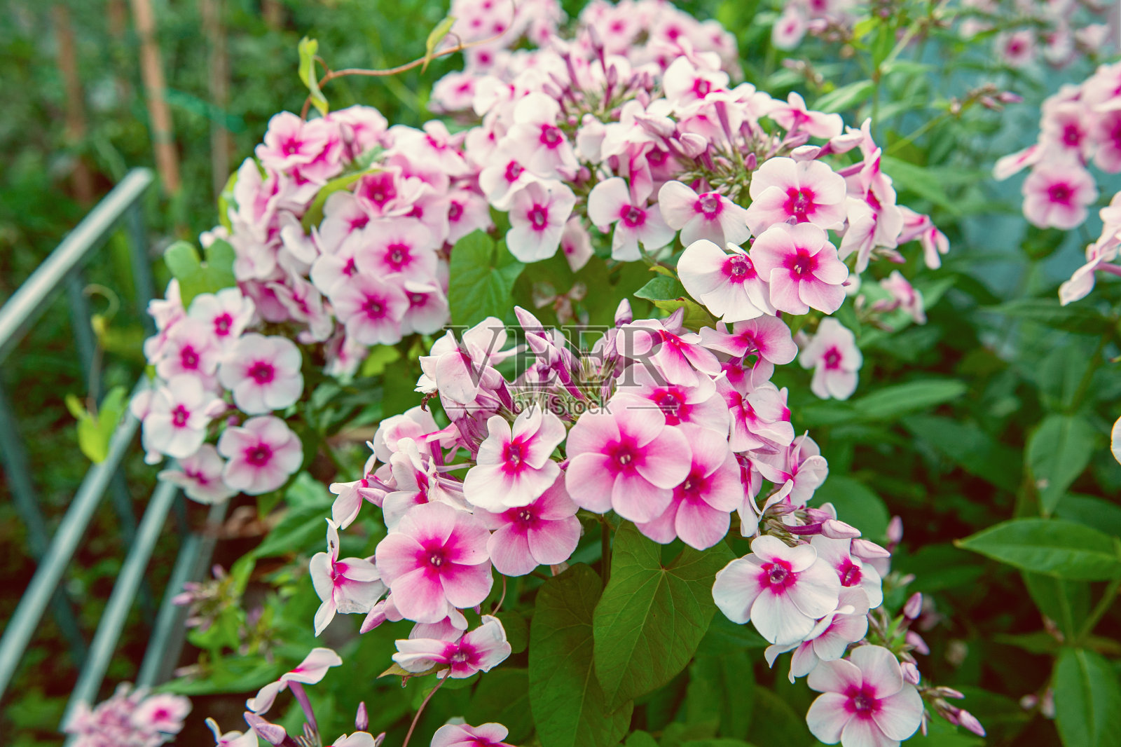 花序花粉红色夹竹桃特写在花园里。花园里有一簇簇漂亮的粉红色小花，芳香四溢照片摄影图片