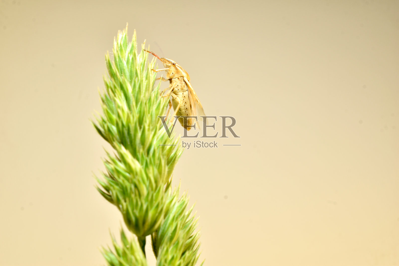 尖头盾虫坐在草地的一侧。照片摄影图片