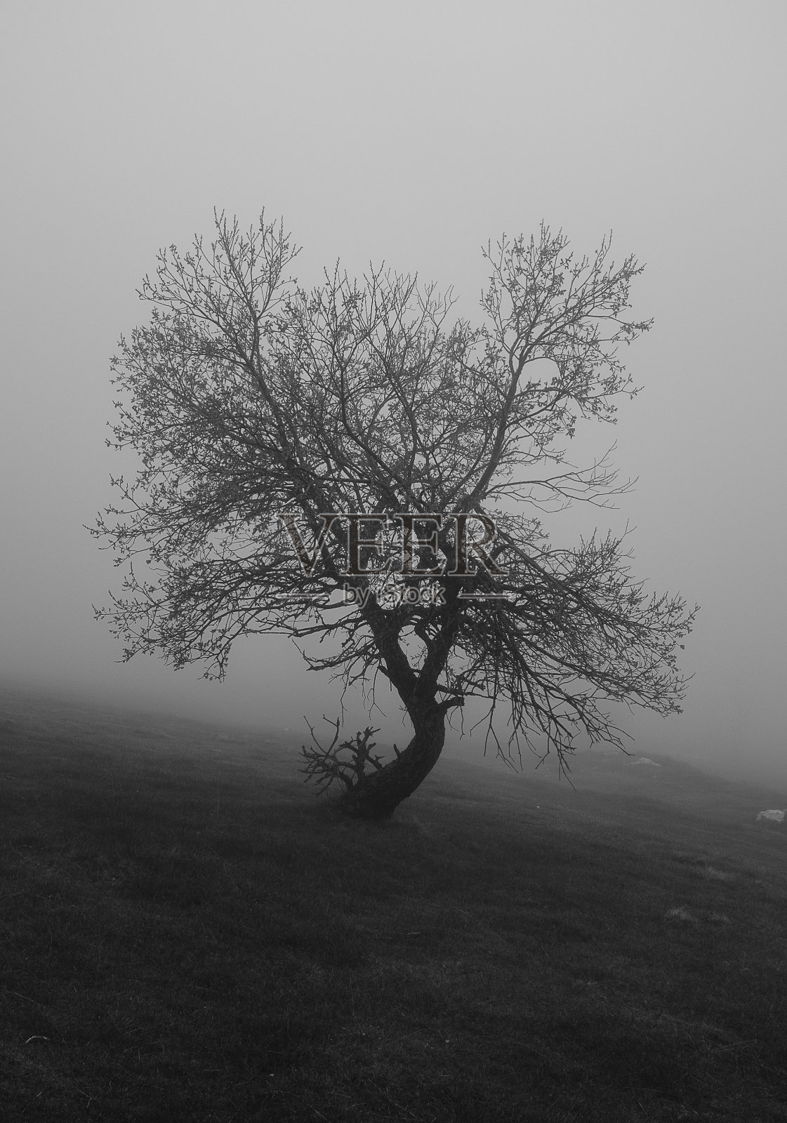 孤独的树照片摄影图片