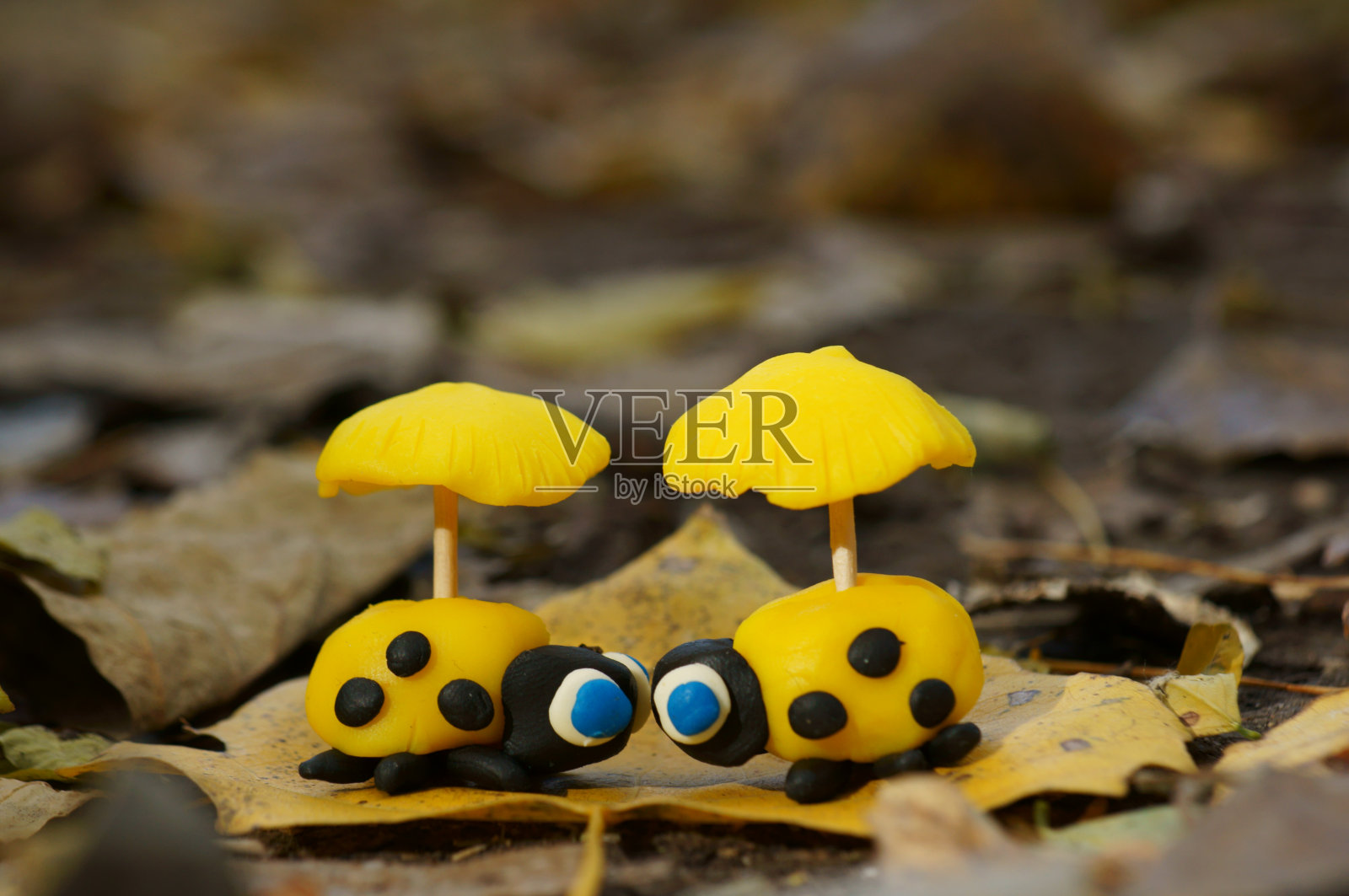 两只黄色瓢虫的形象。照片摄影图片