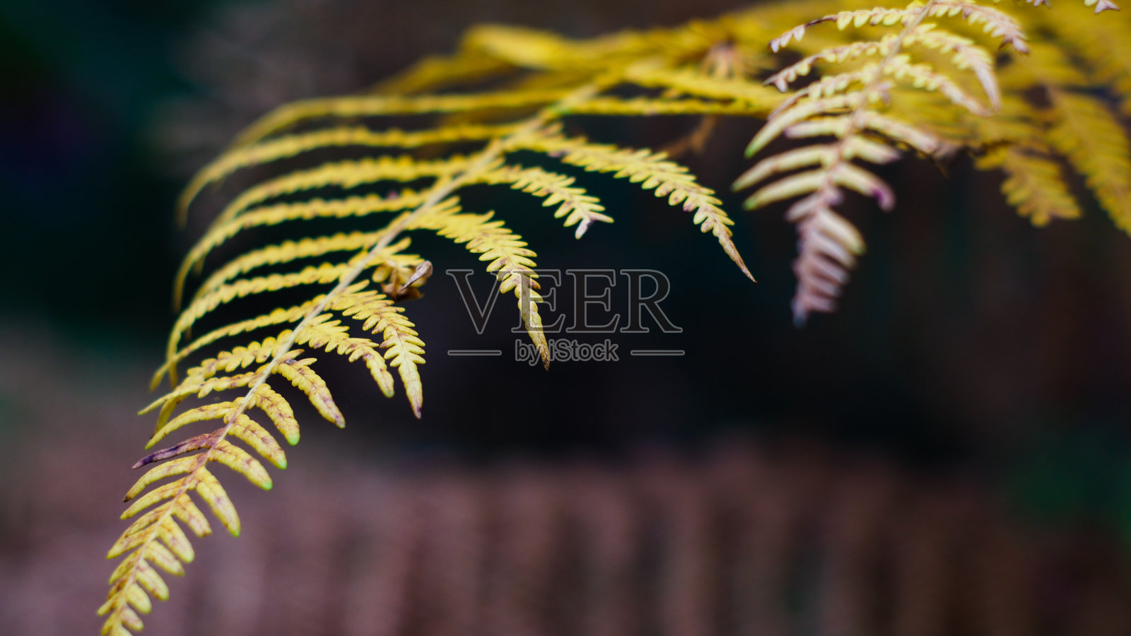 黄色蕨类植物的叶子照片摄影图片