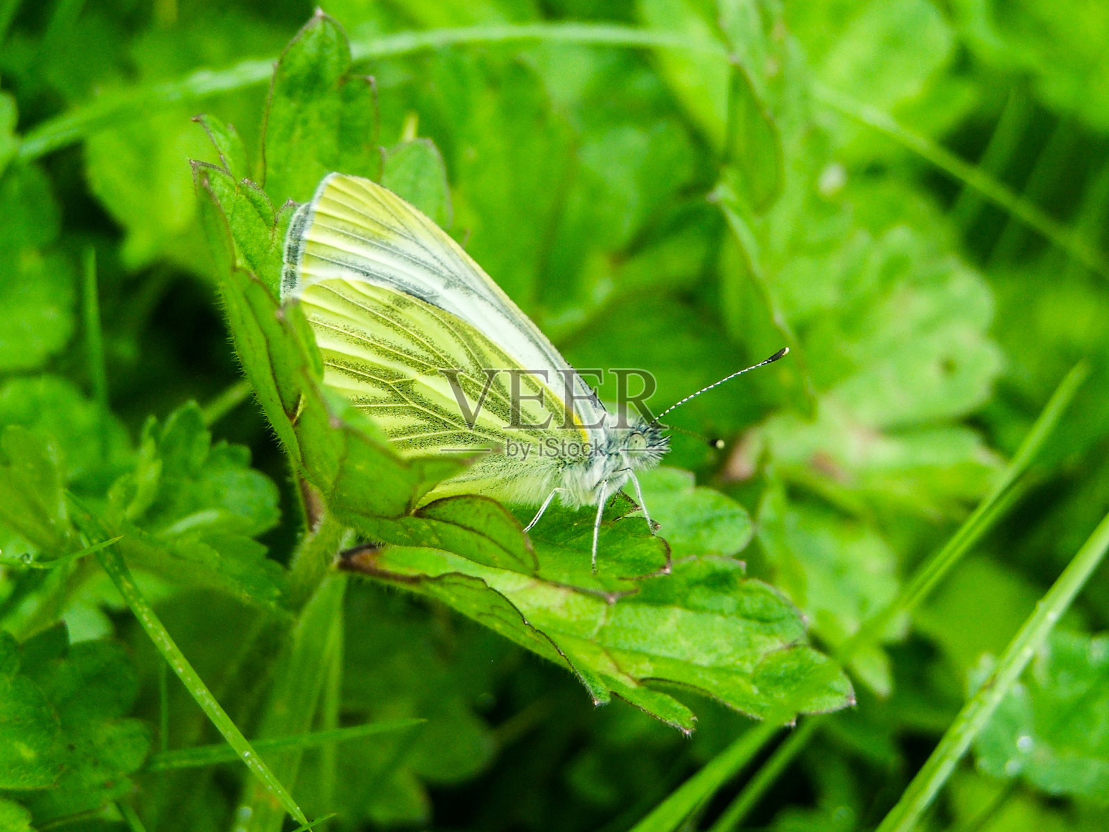 蝴蝶特写照片摄影图片