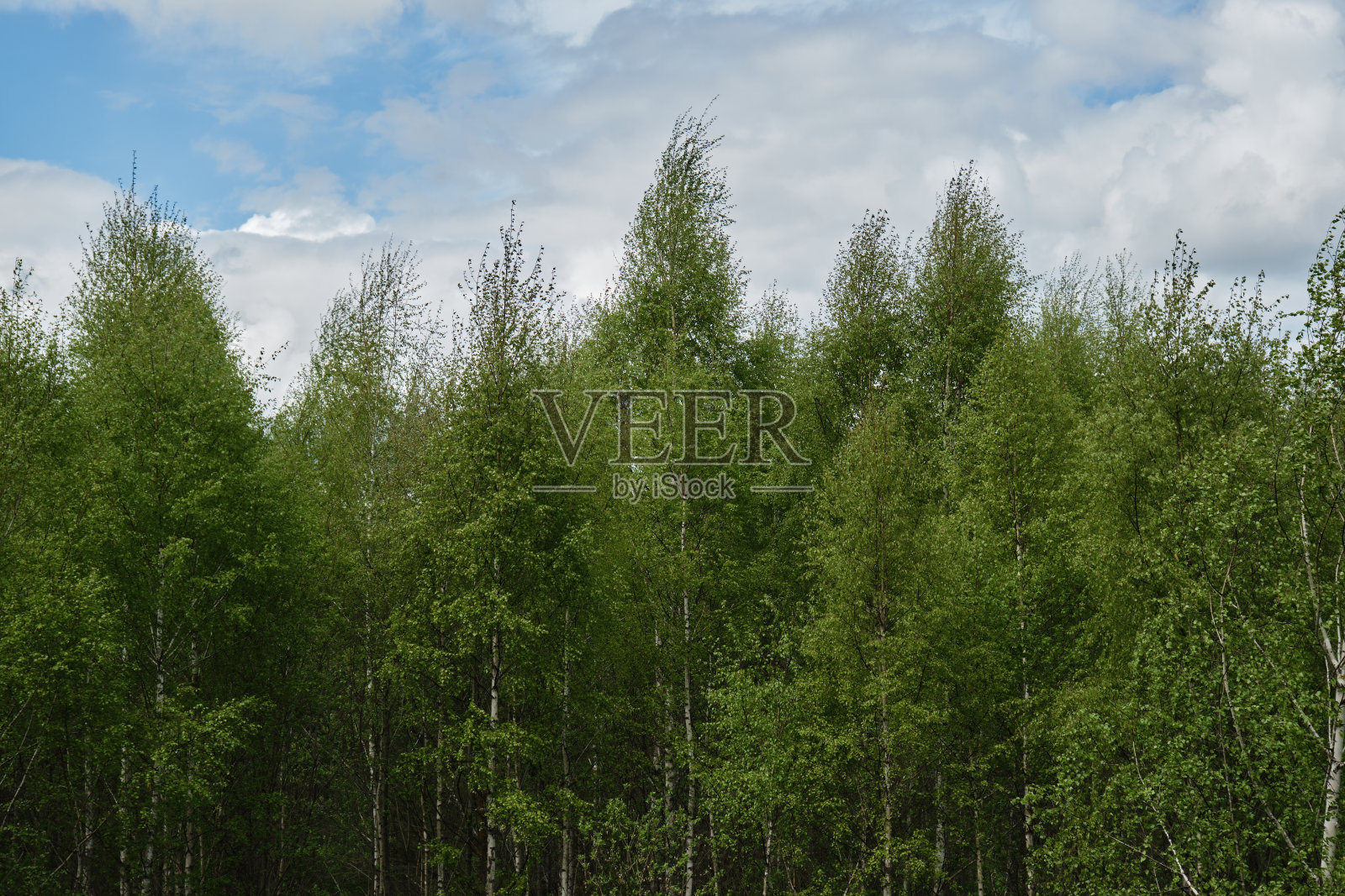 俄罗斯的本质。夏季茂密的绿色桦树林俯瞰无人机。清澈的蓝天上有云。卡卢加地区，乌格拉国家公园。照片摄影图片