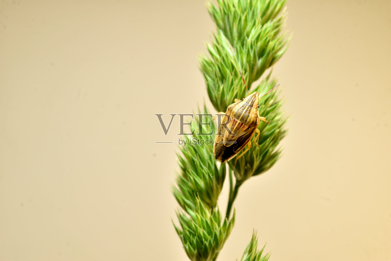 尖头盾虫坐在草地上，俯视图。照片摄影图片