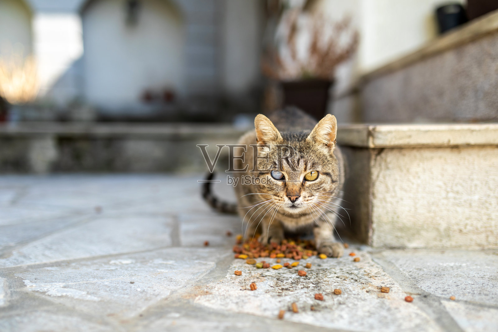 猫在户外吃东西照片摄影图片