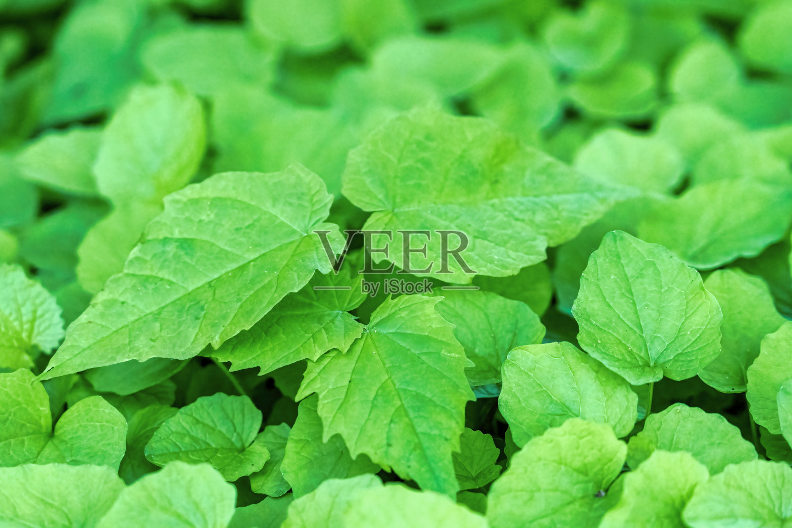 春天的绿叶照片摄影图片