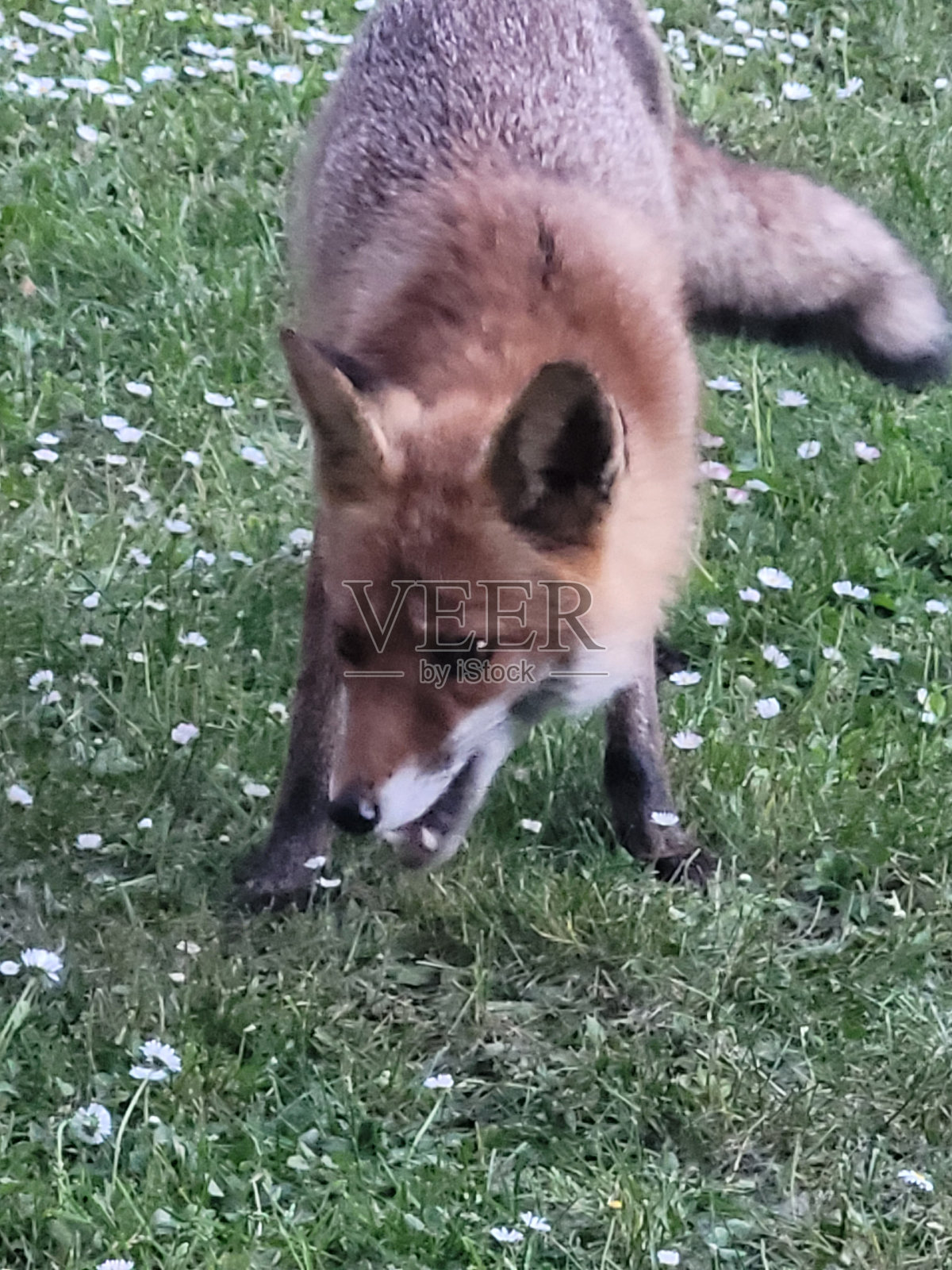 参观花园的狐狸照片摄影图片