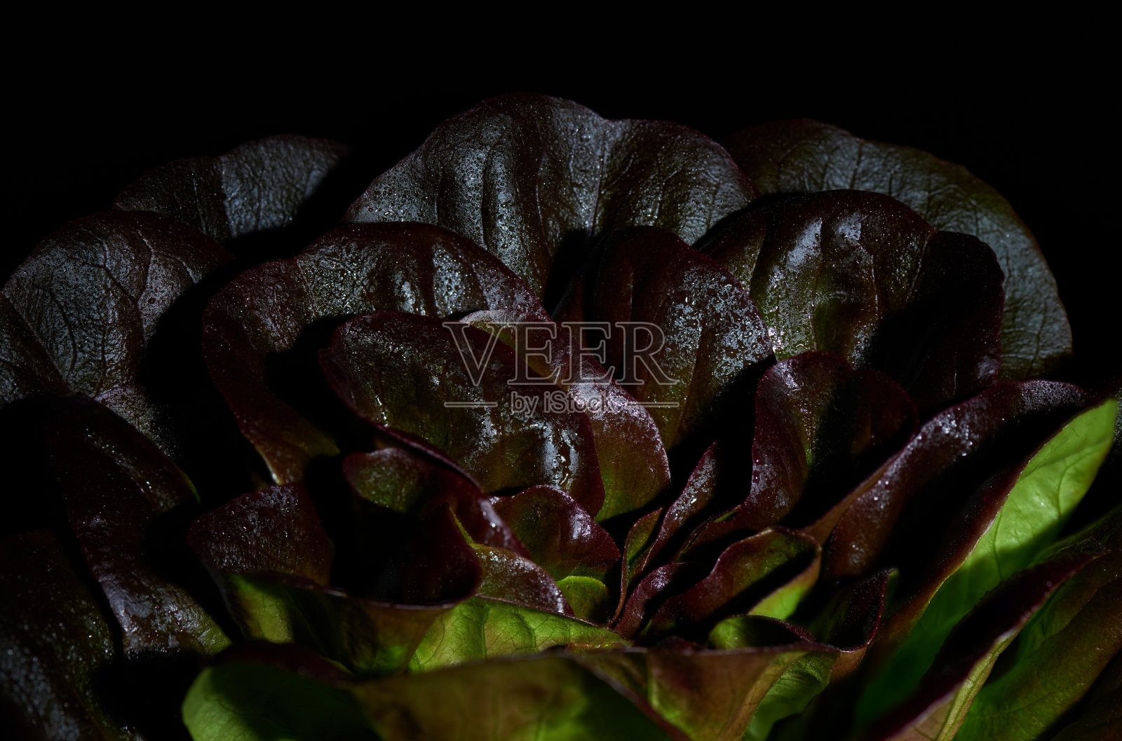 红色黄油生菜的叶子在水滴里，在黑色的背景上。背景球生菜生菜。特写镜头。照片摄影图片