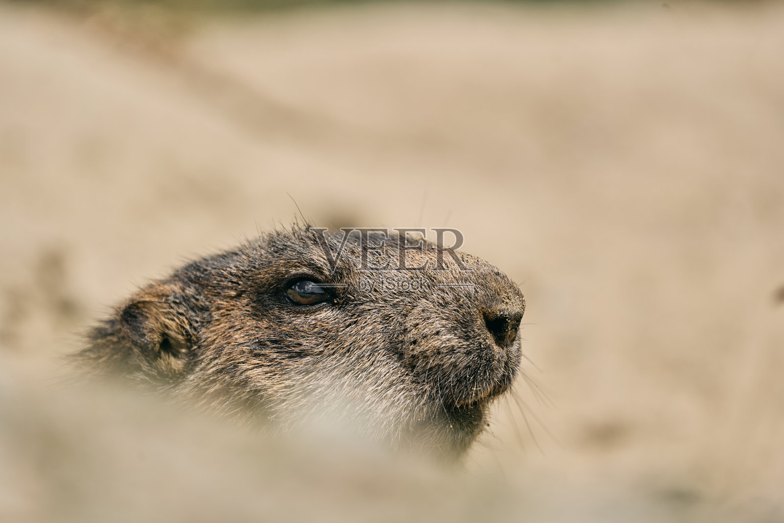 阿尔卑斯山土拨鼠(Marmota Marmota)靠近阿尔卑斯山照片摄影图片