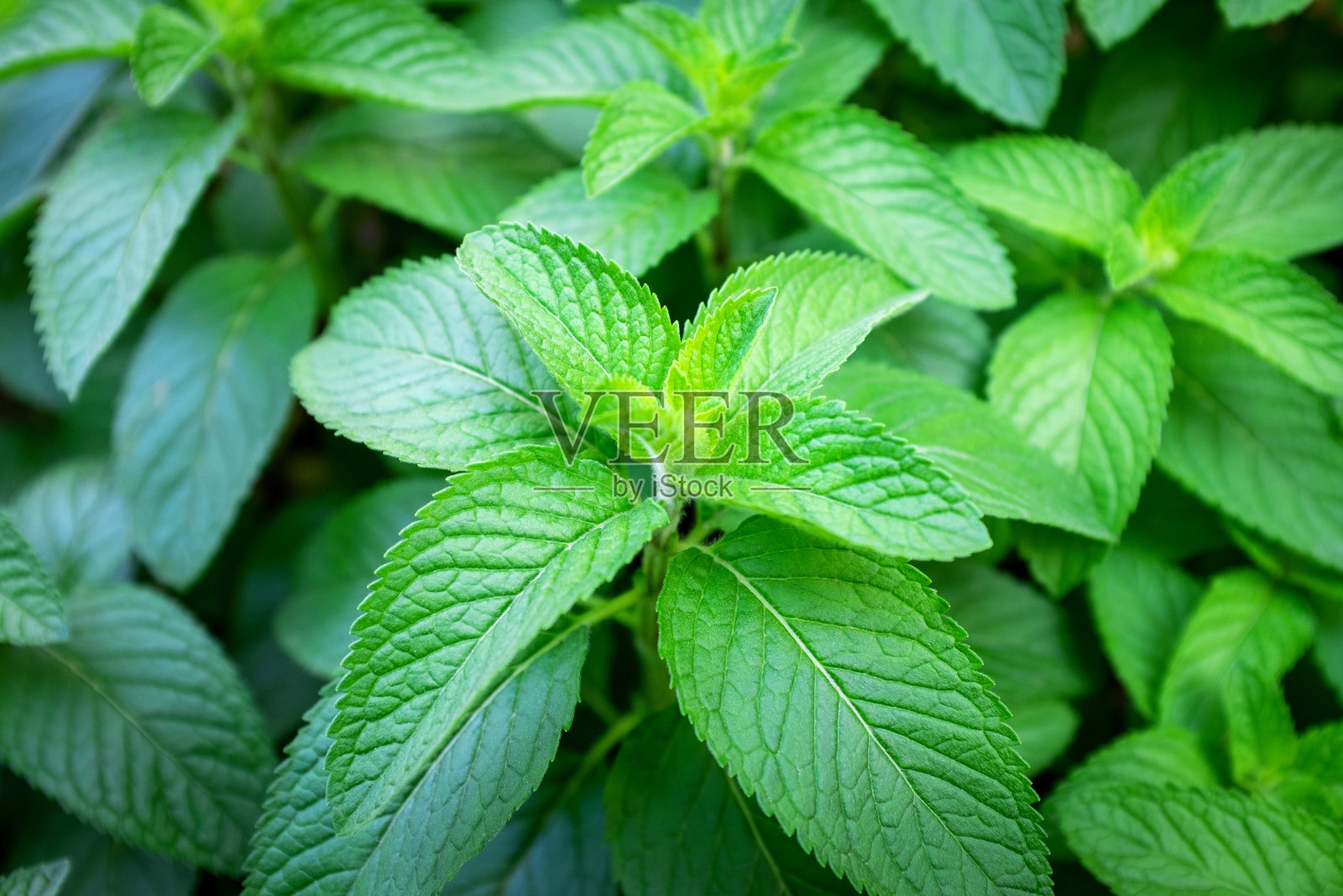 春天的绿薄荷田照片摄影图片