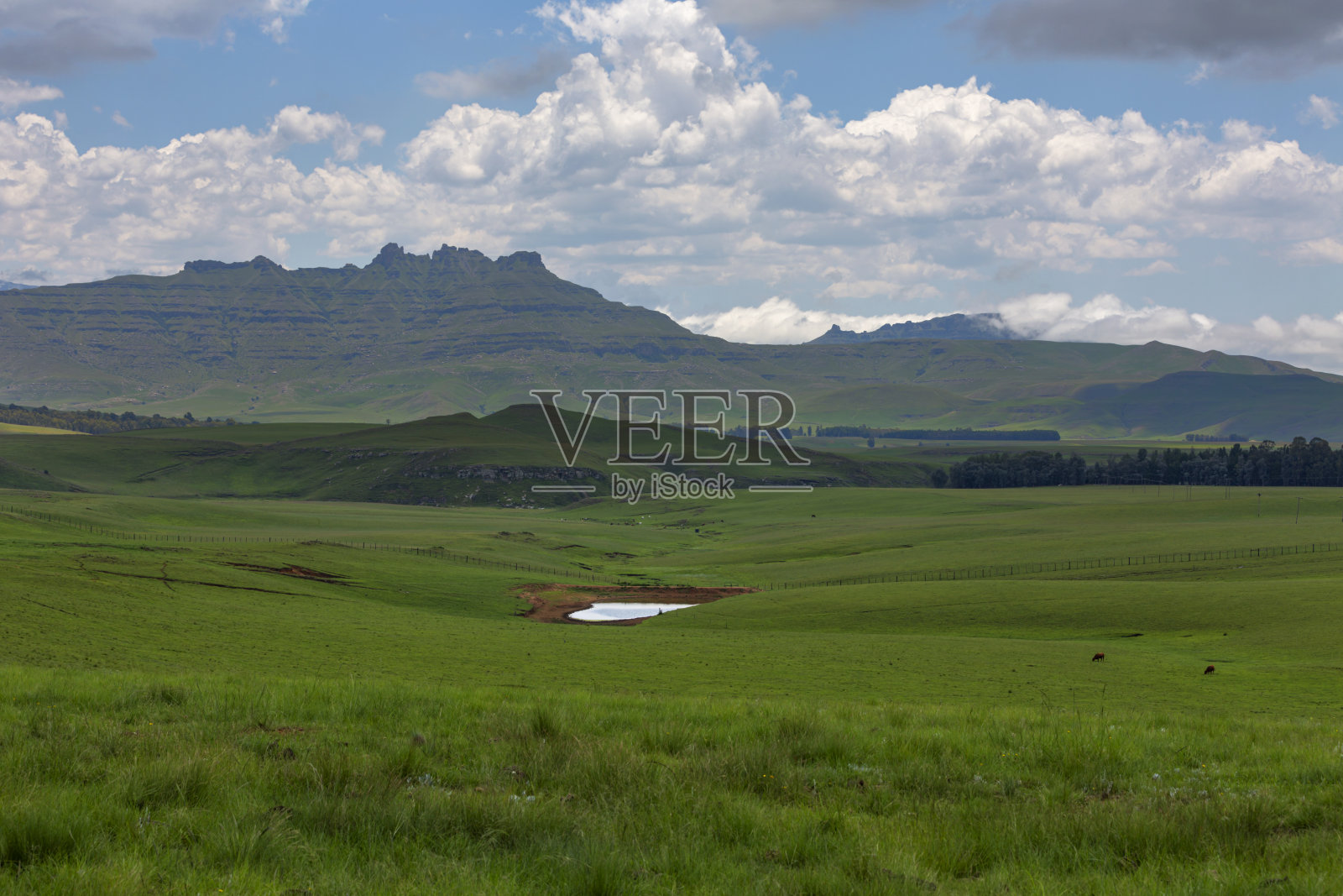 绿草地中间的水坑照片摄影图片