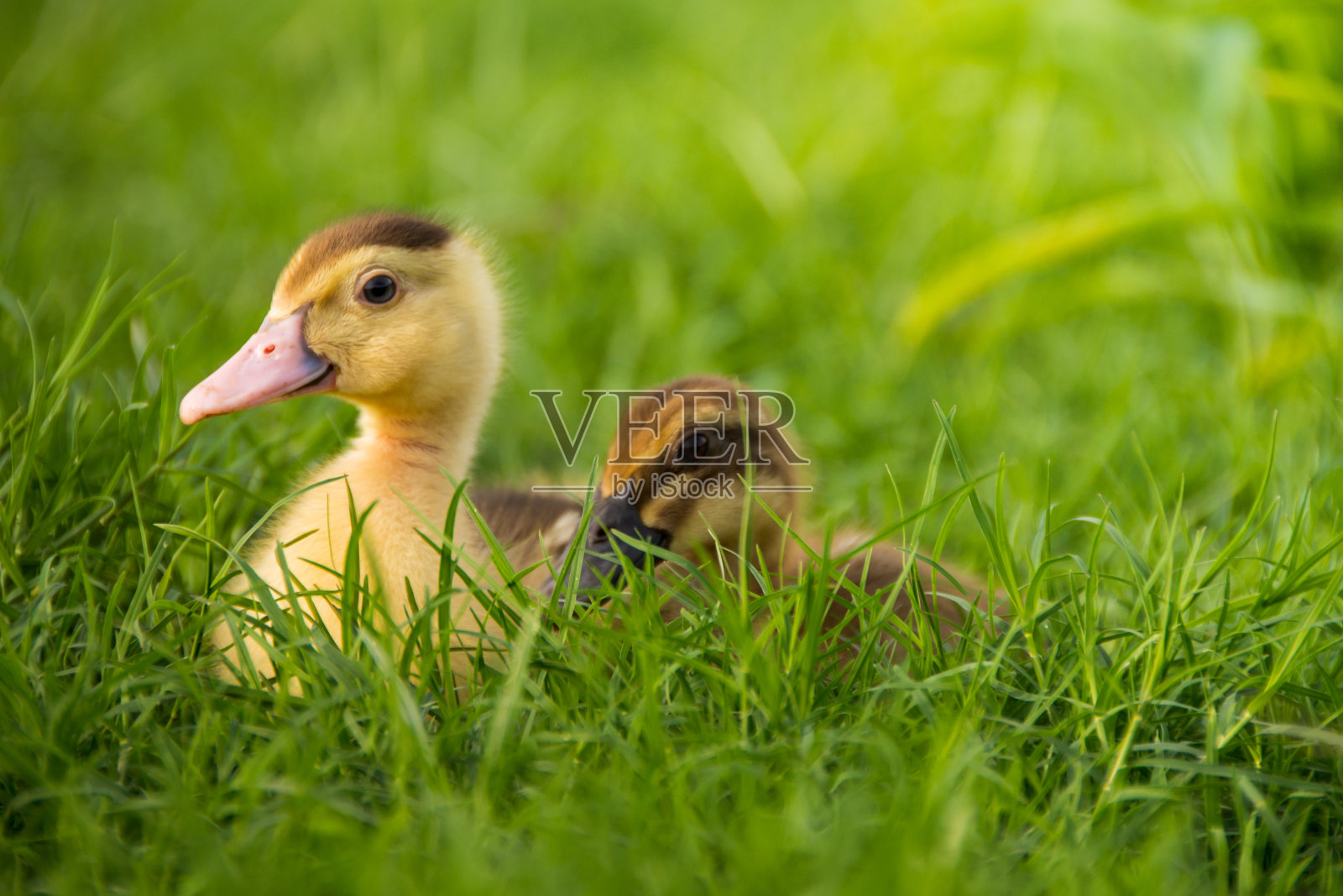 河边的黄色小鸭照片摄影图片