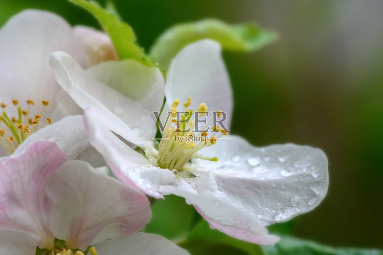 雨后模糊的花园背景上，花合上了一棵苹果树的树枝照片摄影图片