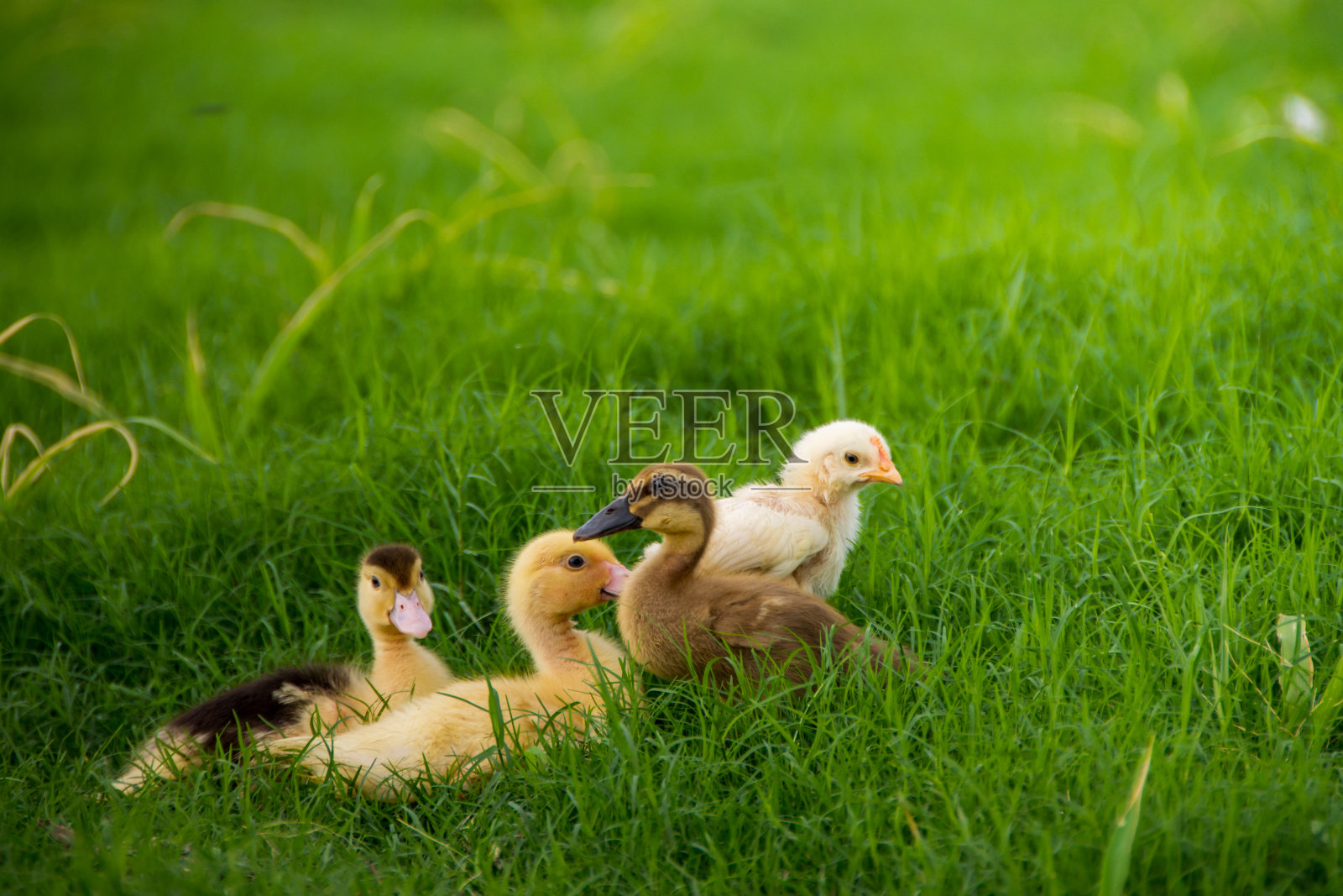河边的黄色小鸭照片摄影图片