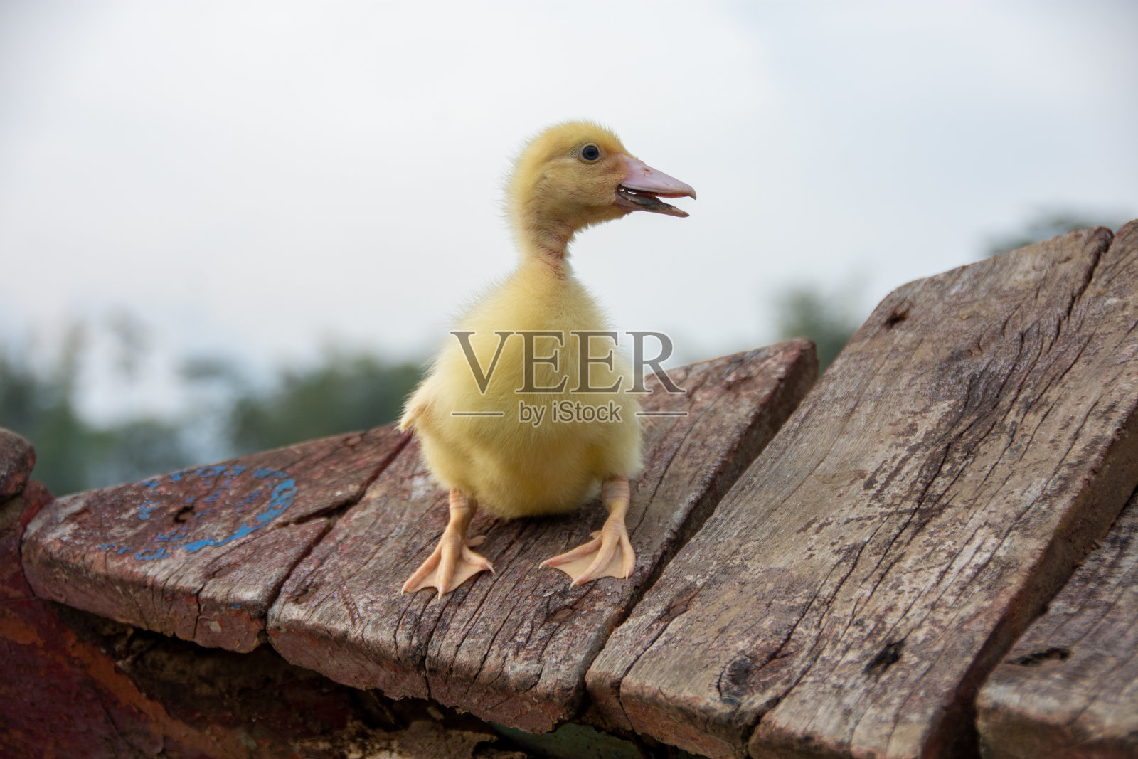 河边的黄色小鸭照片摄影图片