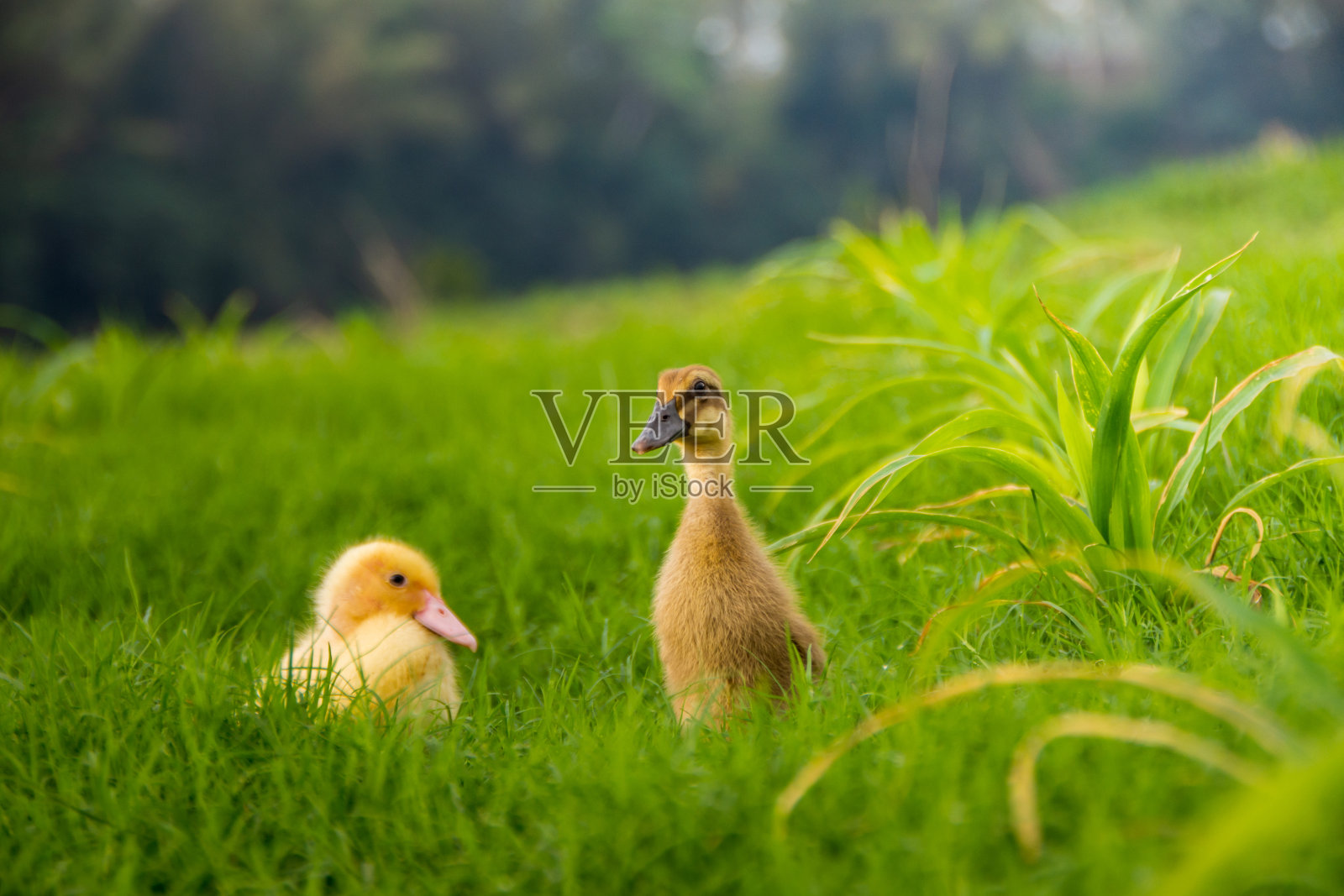 河边的黄色小鸭照片摄影图片