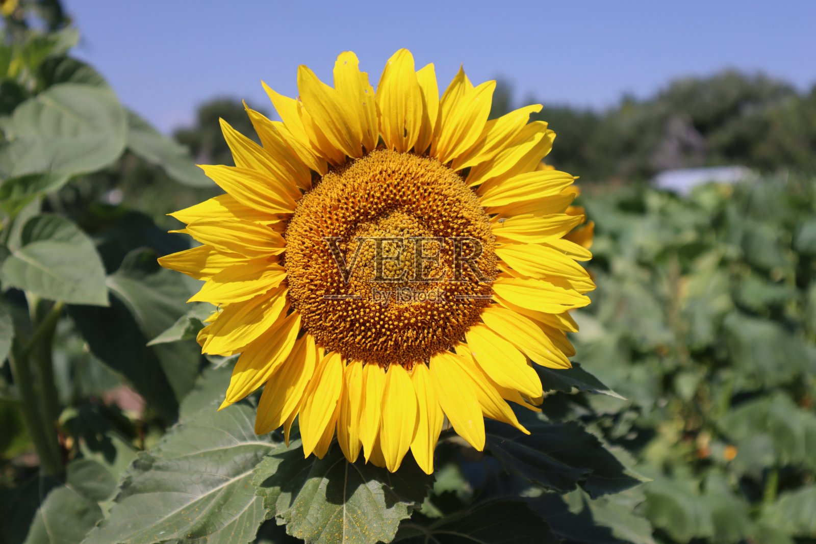 一朵鲜黄的向日葵照片摄影图片