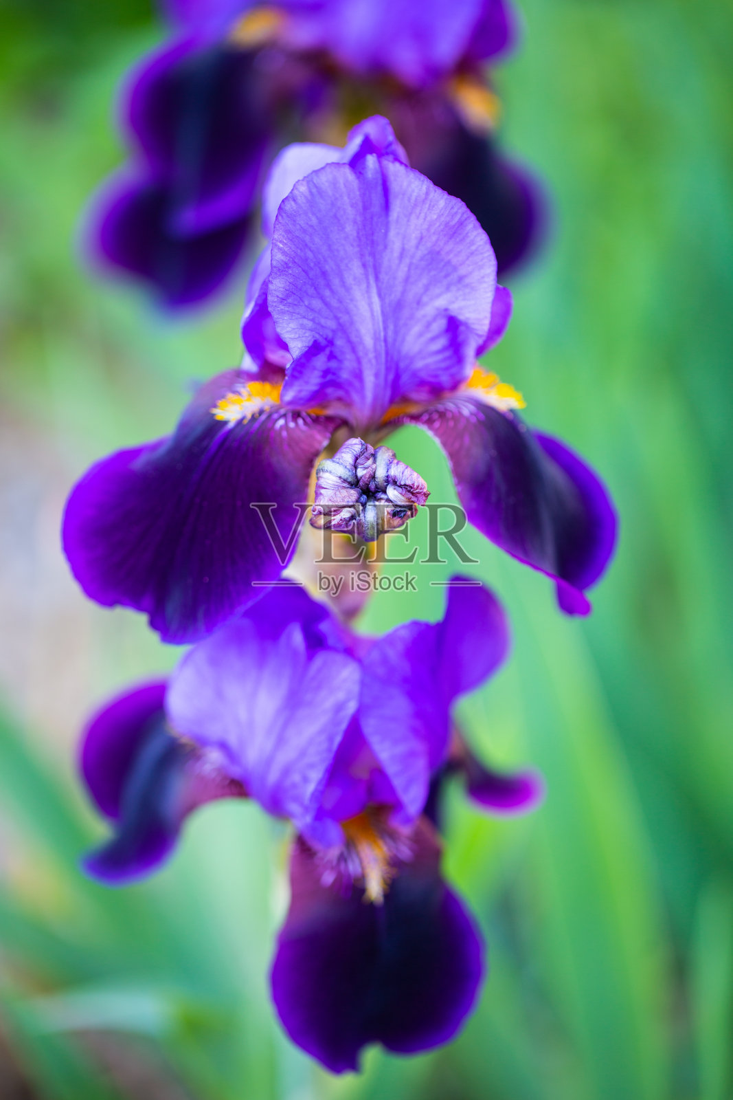 鸢尾花，(杂交)从五月开始开花，花园，园艺，花在花园里照片摄影图片