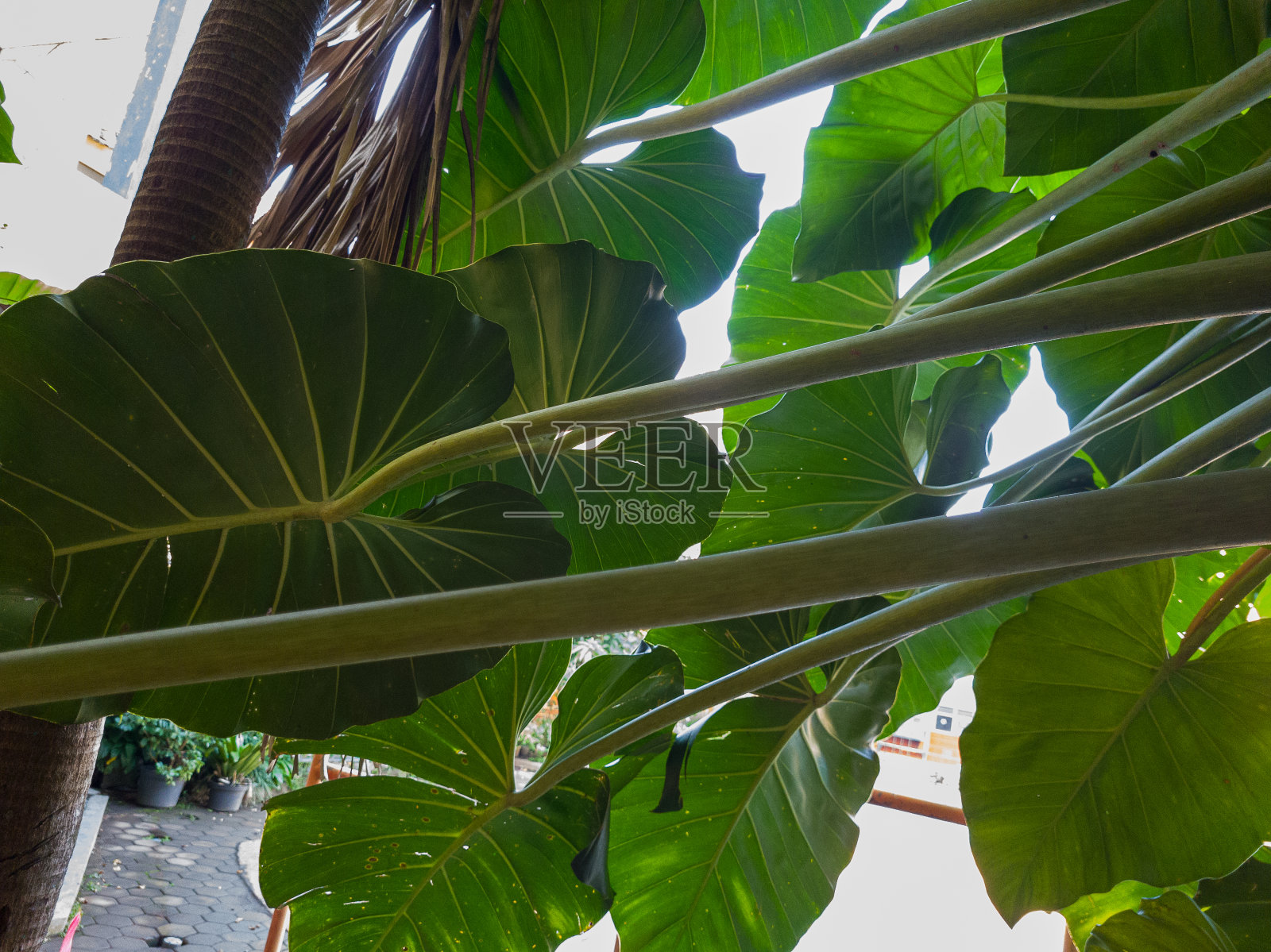 荷兰槟榔厂照片摄影图片