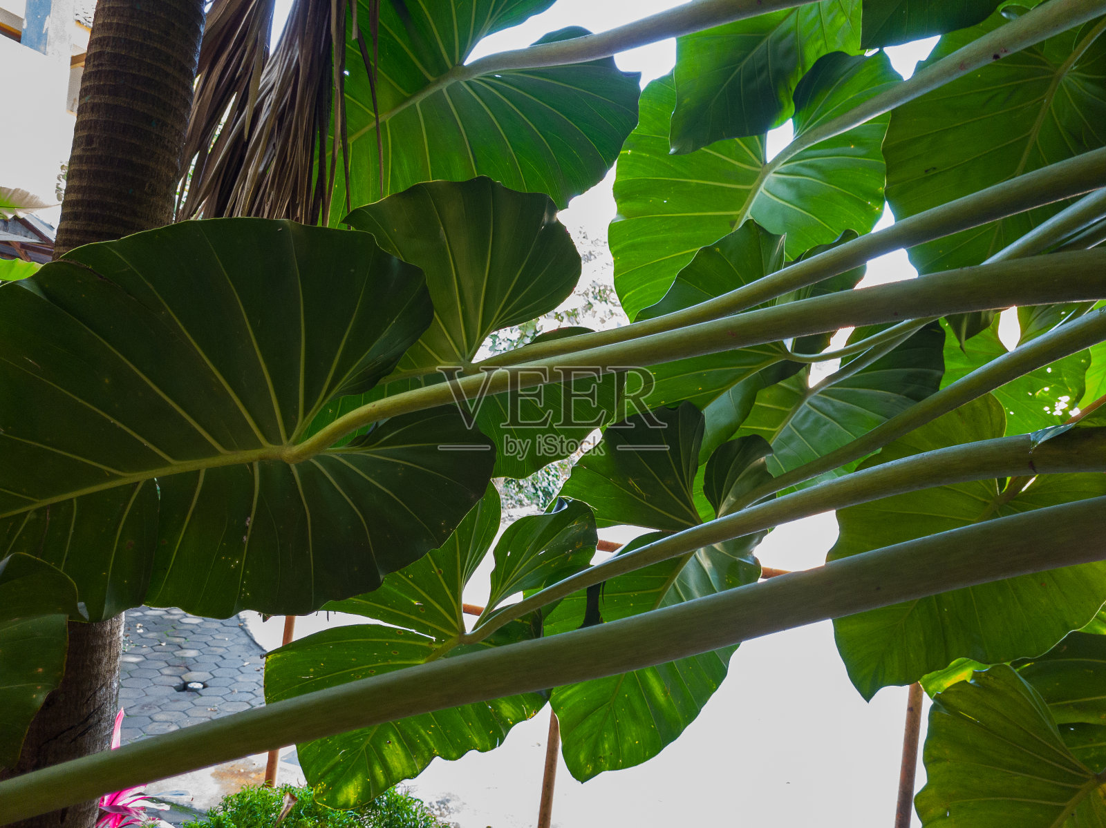 荷兰槟榔厂照片摄影图片