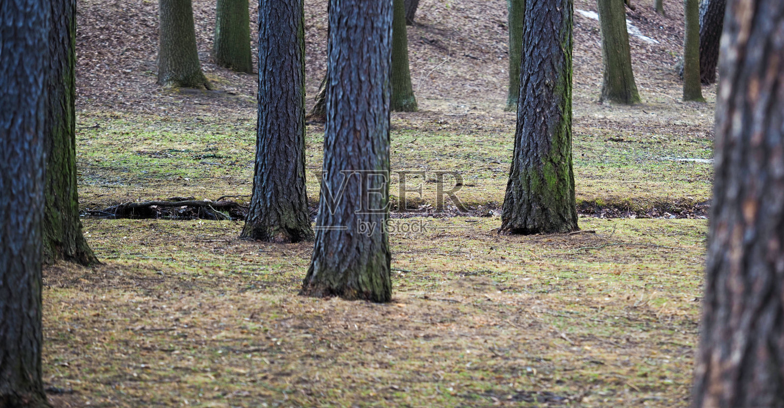 早春里有一片松林，林间小溪，景色尽收眼底。美丽的风景照片摄影图片