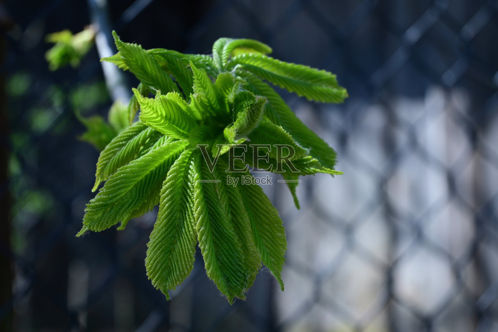 七叶树新鲜的绿叶照片摄影图片