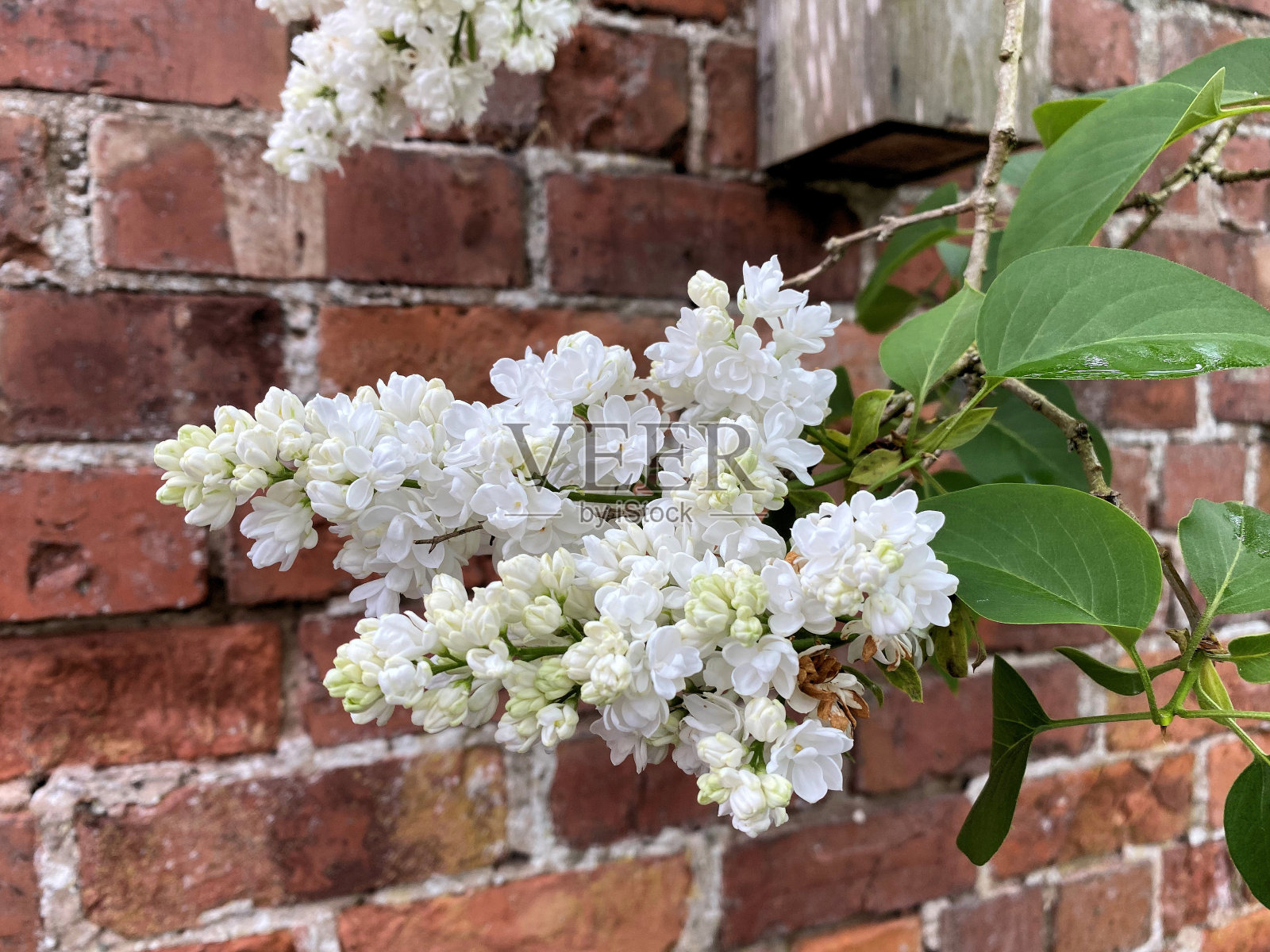 紫丁香的景色照片摄影图片