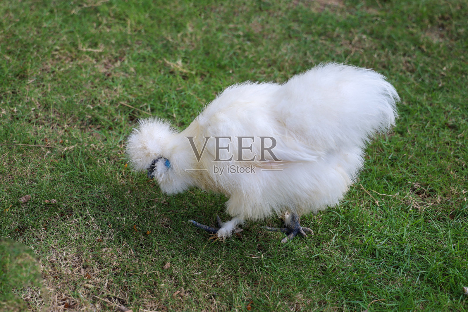 在草地花园里生活的丝毛鸡照片摄影图片