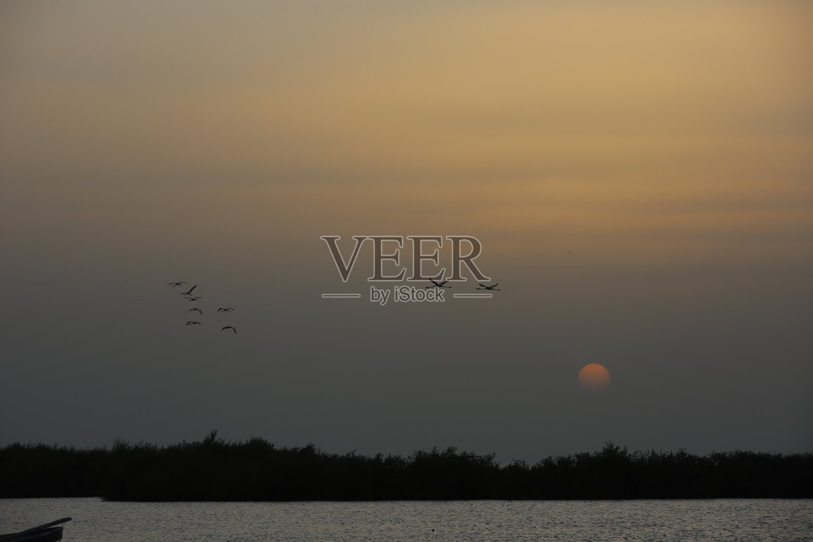 阿曼的火烈鸟照片摄影图片