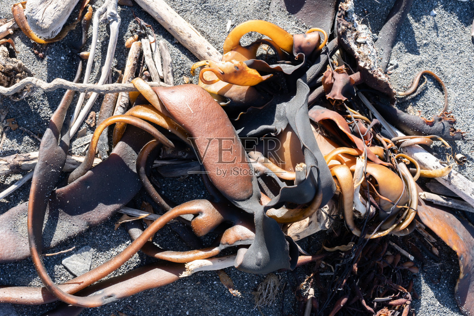 海带被冲上海滩，在凯库拉海岸的阳光下晒干，照片摄影图片