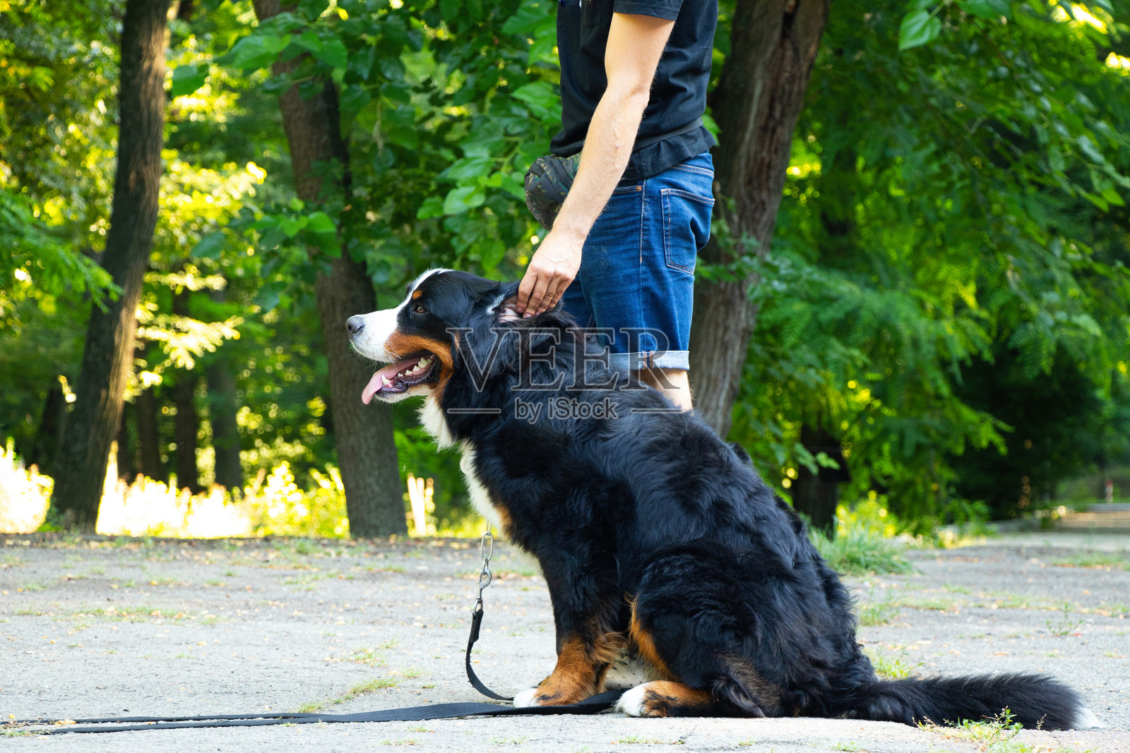 在公园里遛弯的伯恩山犬照片摄影图片