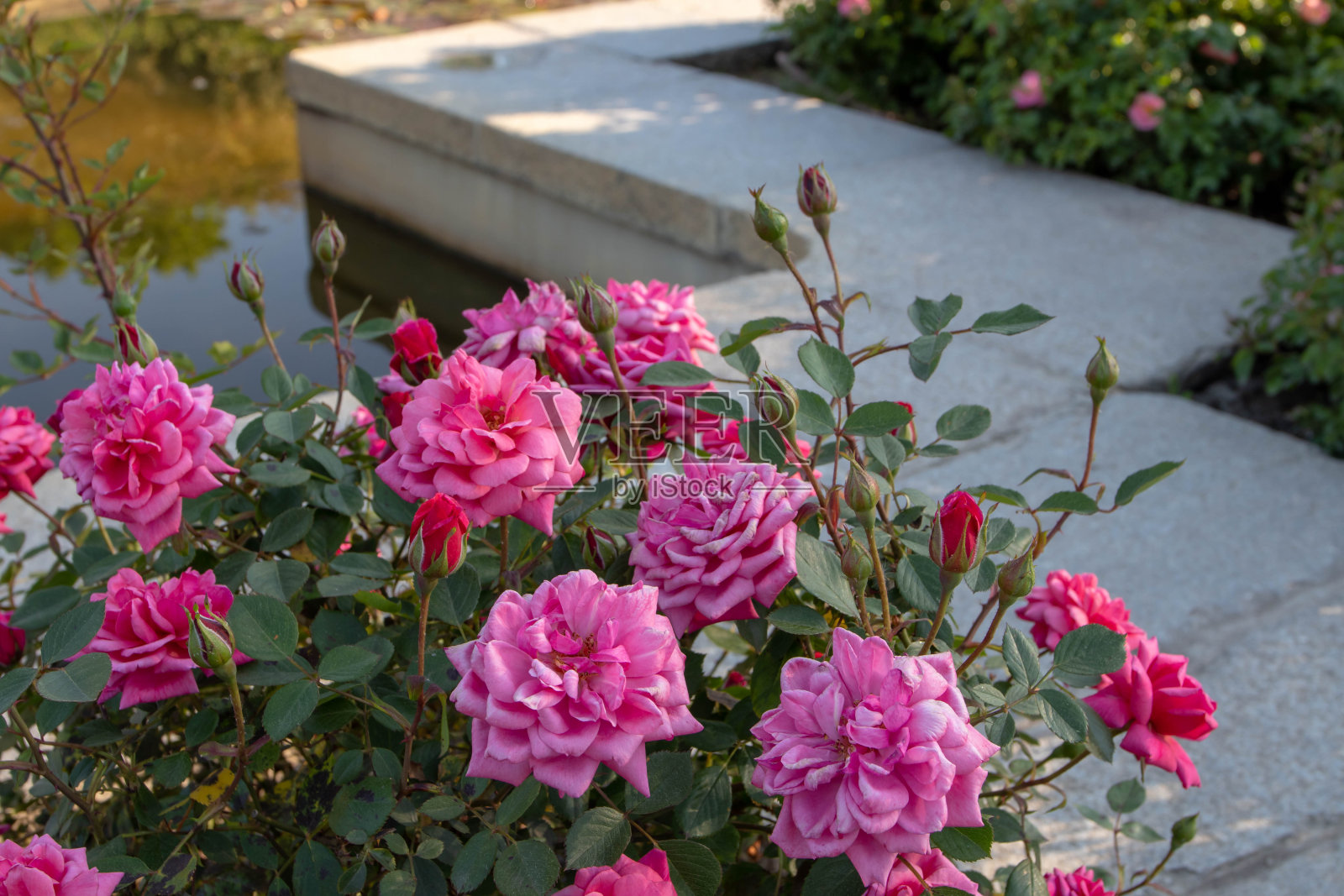 深粉红色灌木玫瑰花和花蕾。照片摄影图片