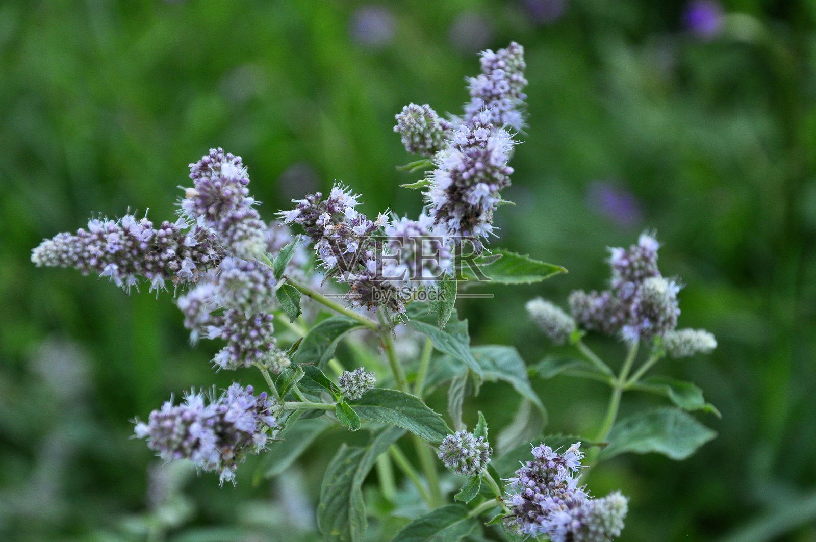 长叶薄荷(Mentha longfolia)在自然界中生长照片摄影图片