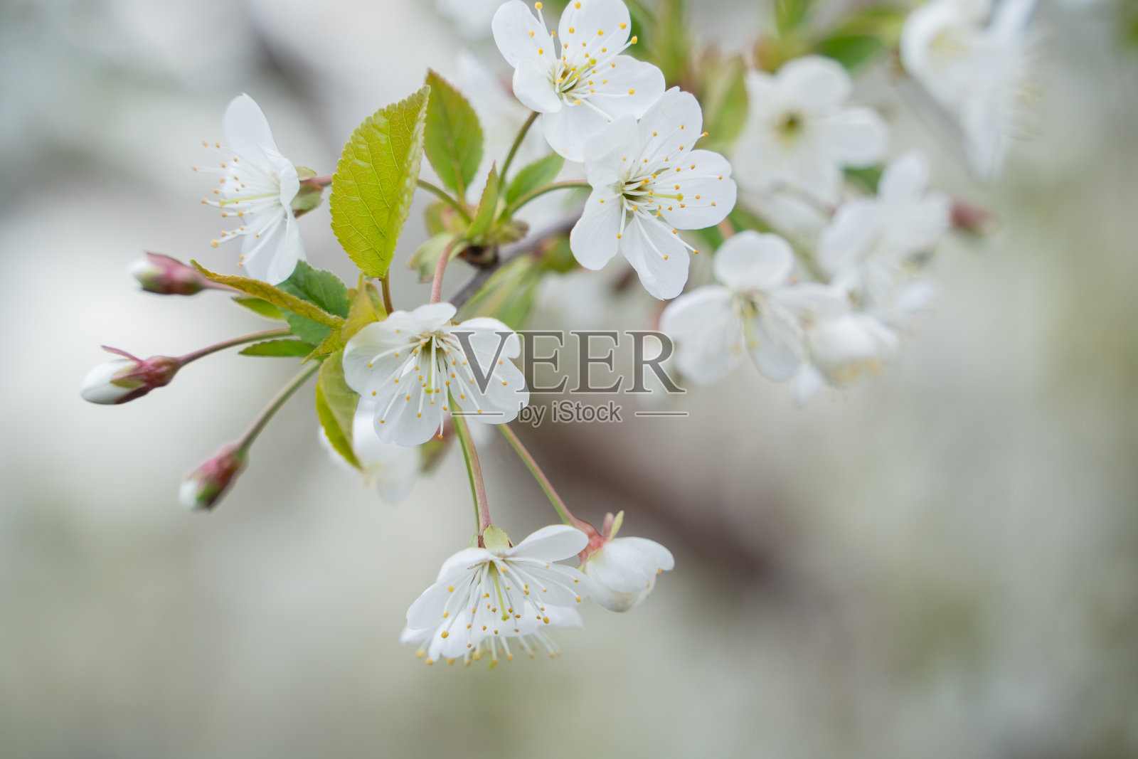 美丽的樱花盛开在春天的花园。照片摄影图片
