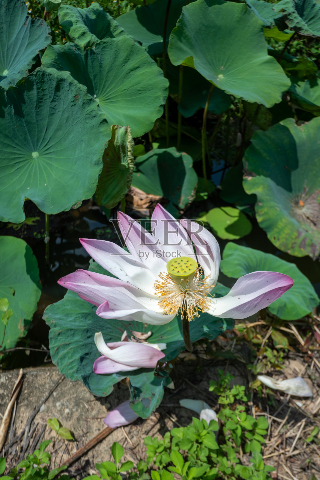 粉红色的荷花即将在绿叶中绽放。照片摄影图片