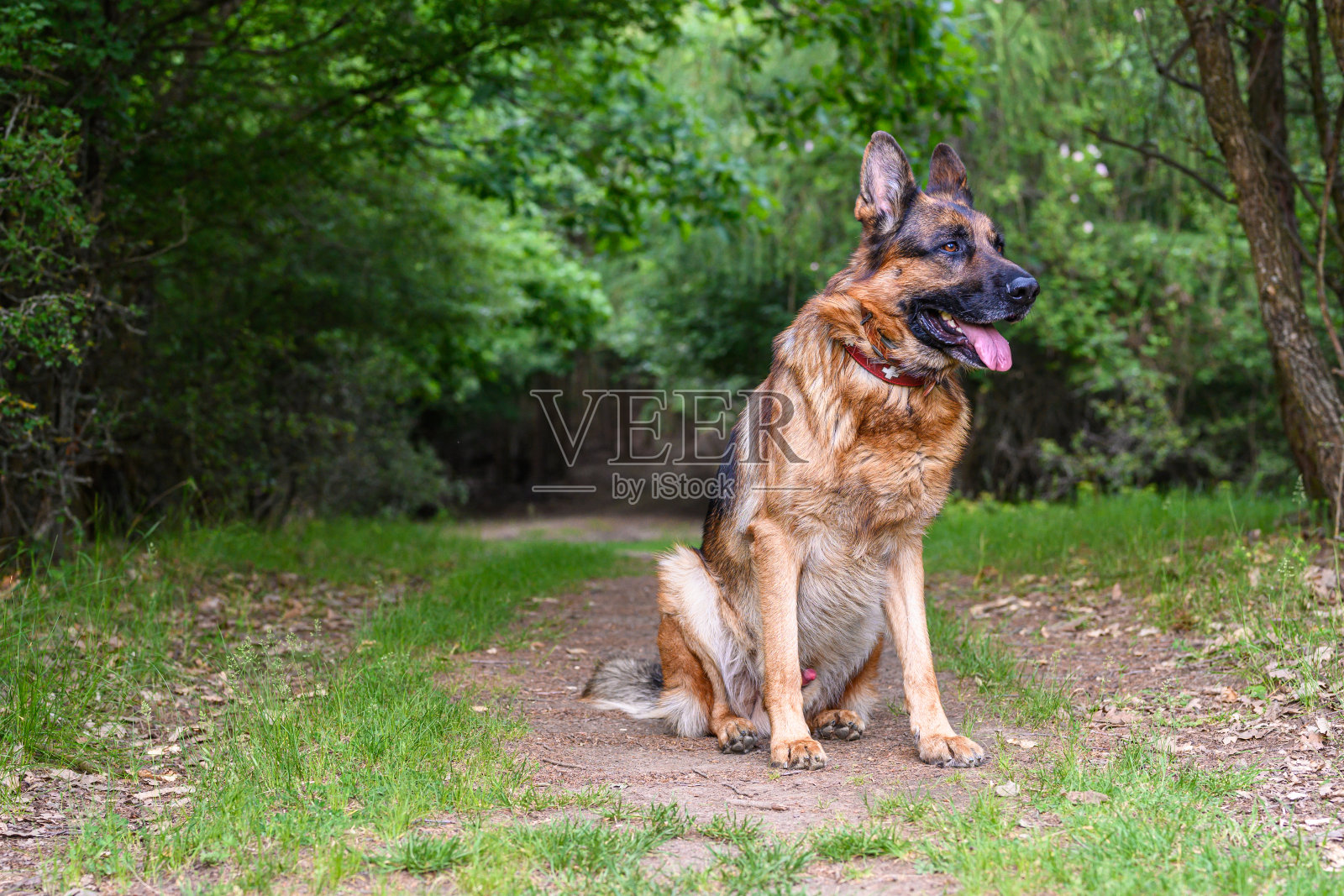 德国牧羊犬照片摄影图片