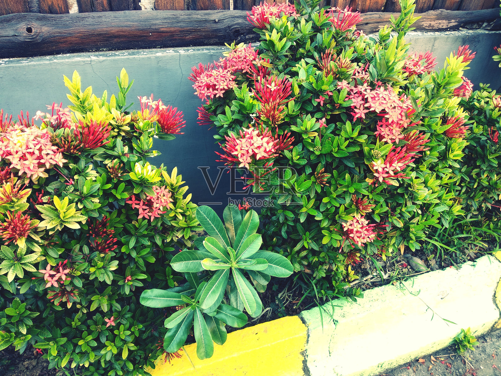 粉红色的花开绿叶照片摄影图片