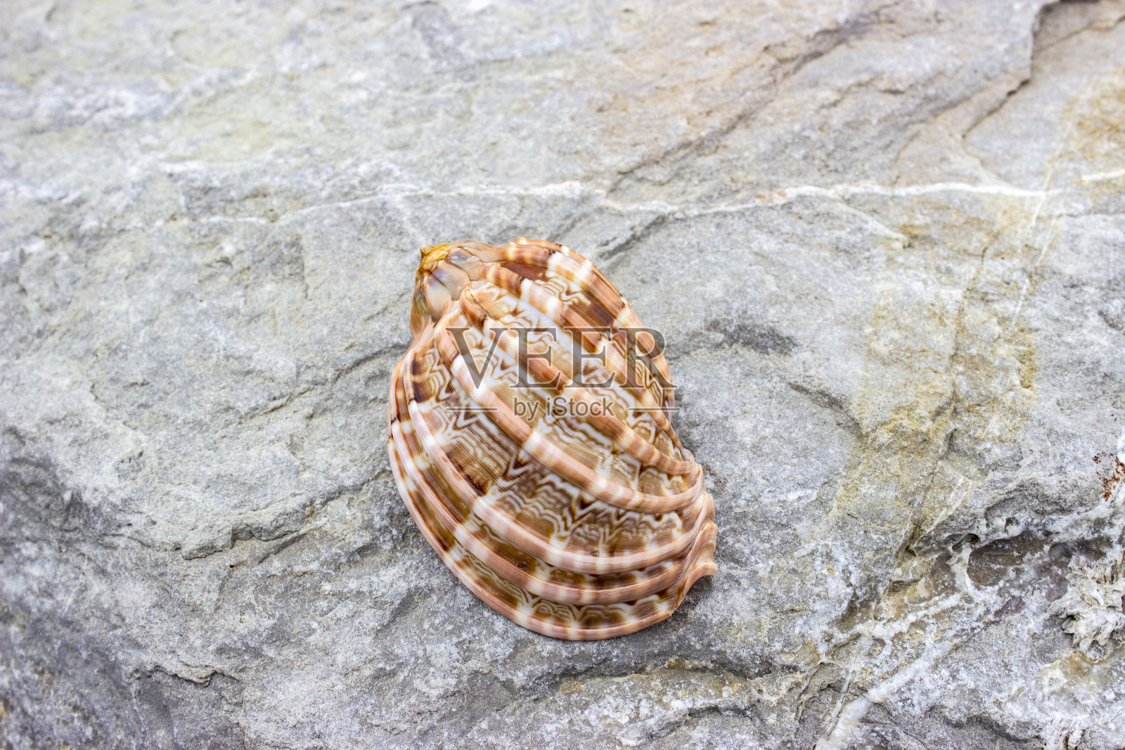 大竖琴，俗名大竖琴，是一种大型掠食性海蜗牛，是竖琴科海洋腹足类软体动物，竖琴蜗牛及其同盟者。照片摄影图片