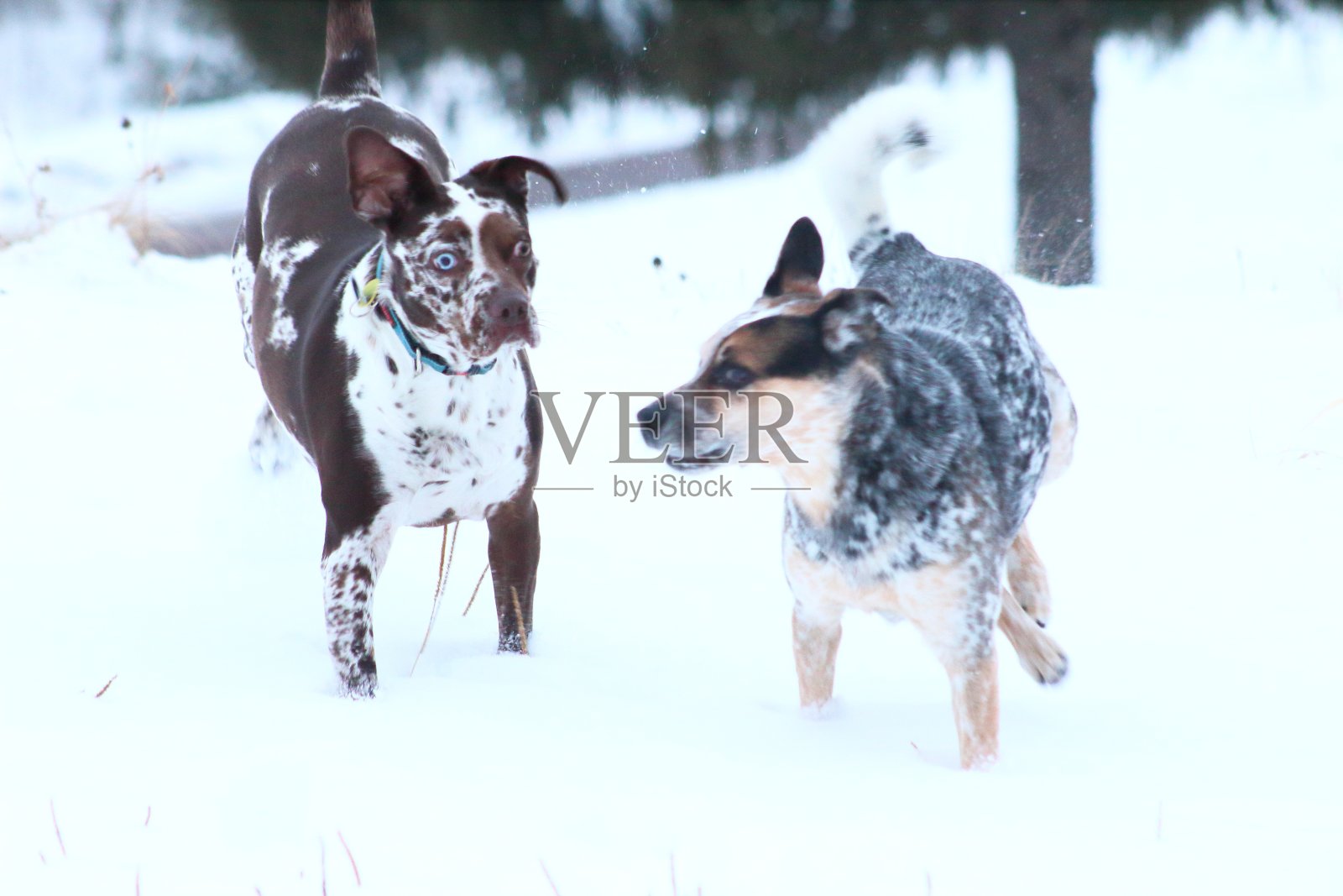 在雪地里玩耍的狗照片摄影图片