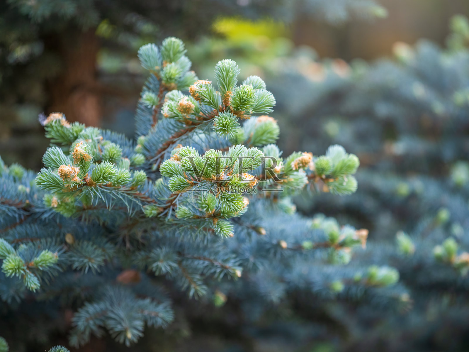 春天的冷杉枝条长出了新芽。照片摄影图片