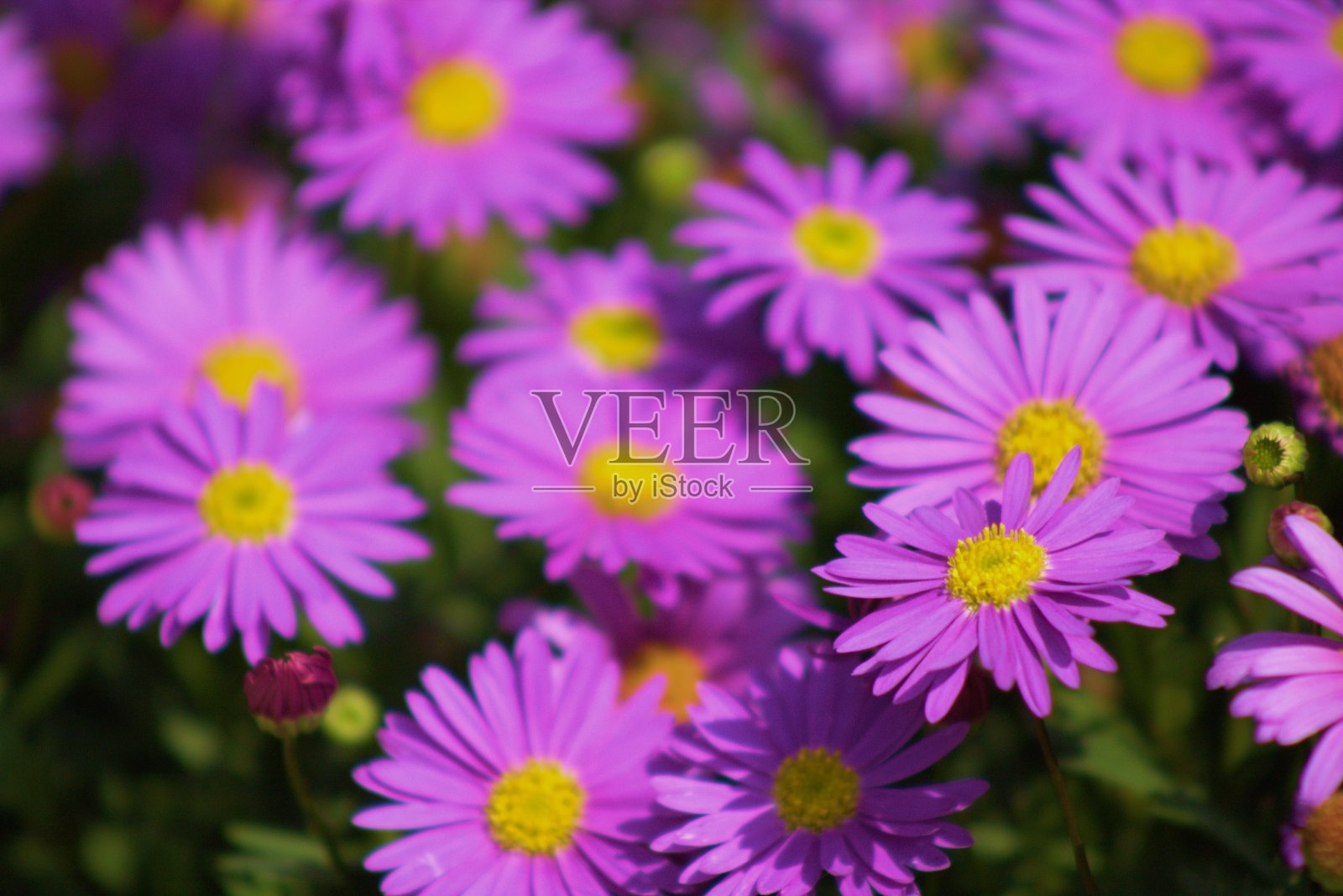 天鹅河黛西照片摄影图片