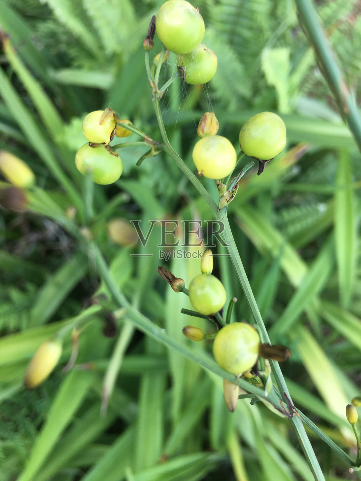 亚麻百合或亚麻百合照片摄影图片