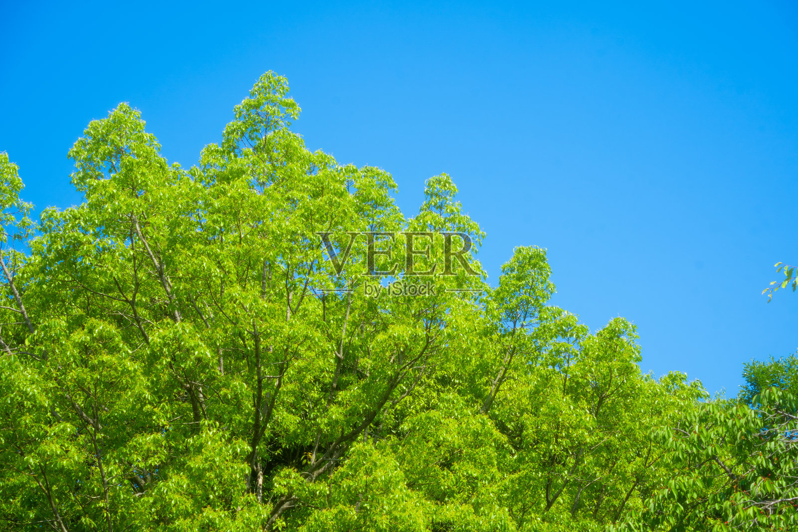 阳光明媚的天空和树木照片摄影图片