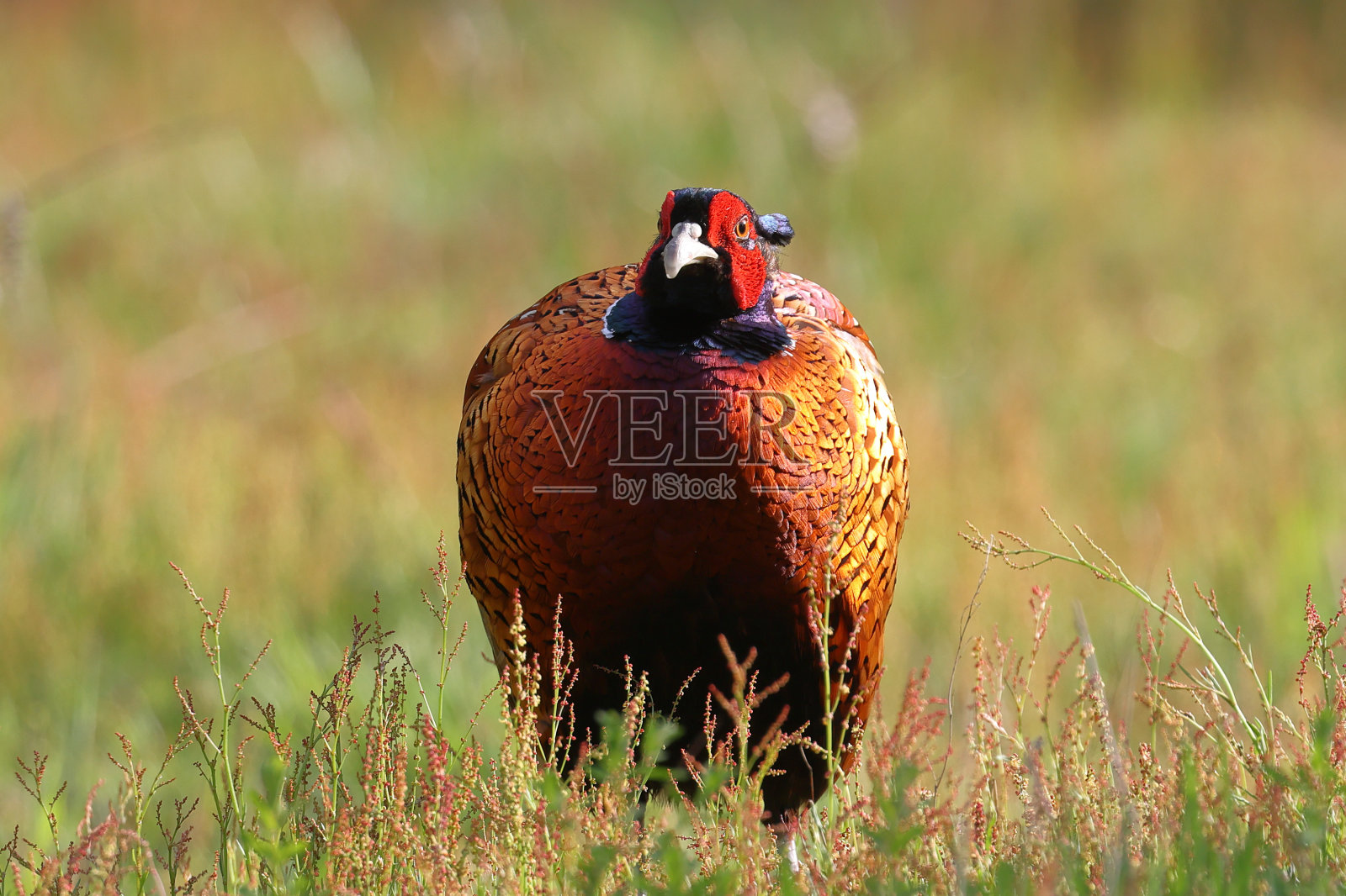 英国萨里郡瑟斯利公地的雄雉照片摄影图片