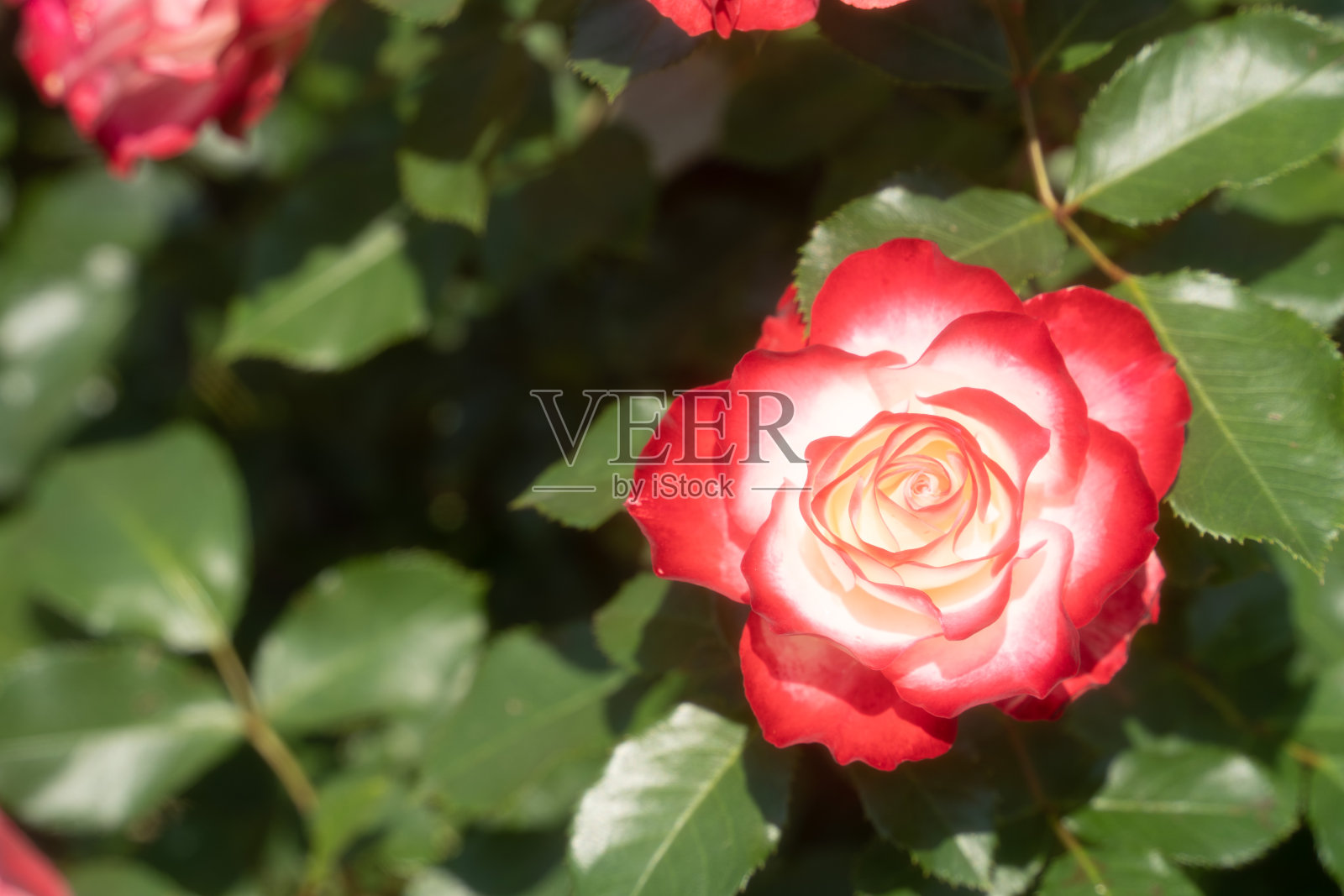 红玫瑰照片摄影图片