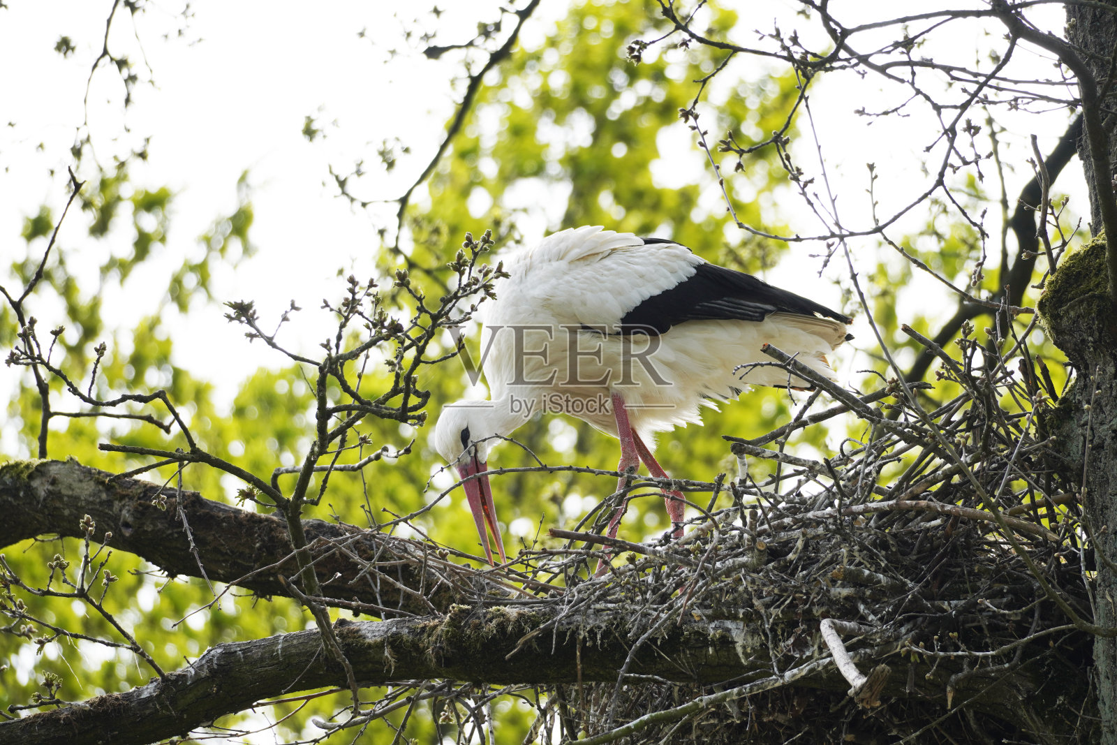 鹳在树上筑巢。照片摄影图片