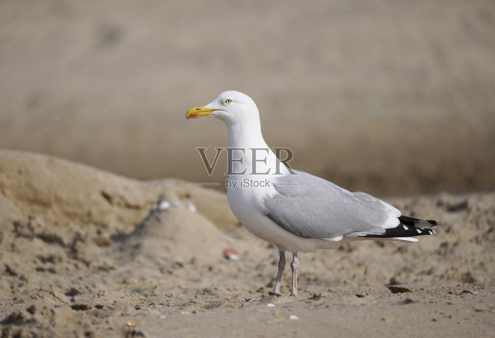 荷兰北海海岸的海鸥。照片摄影图片