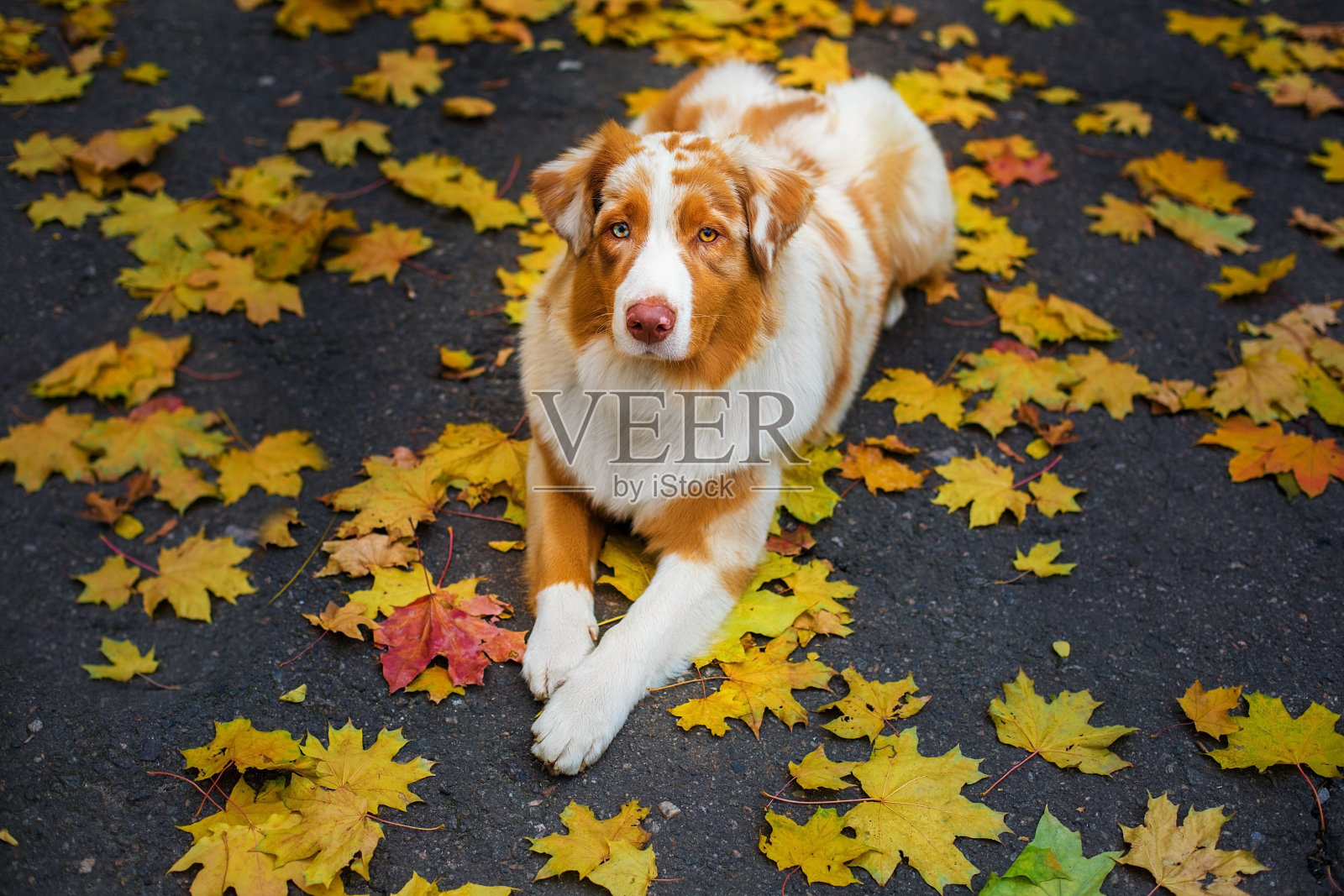澳大利亚人的肖像与不同的眼睛照片摄影图片