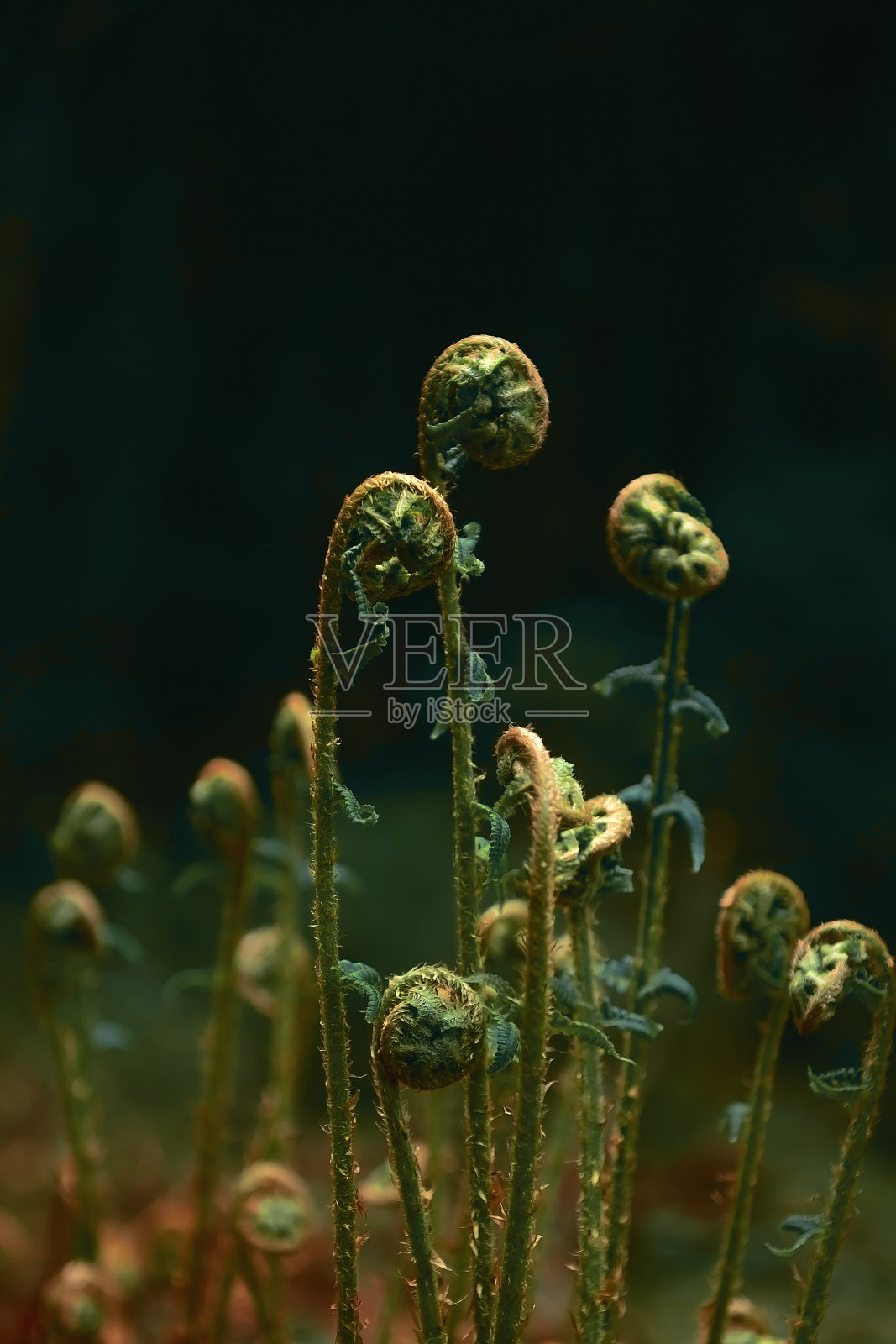 一株蕨类植物在森林的阳光下诞生。室内的一幅很棒的画，绿色调的。出生。春天。选择性聚焦，复制空间。艺术风格。卧室里的绘画照片摄影图片