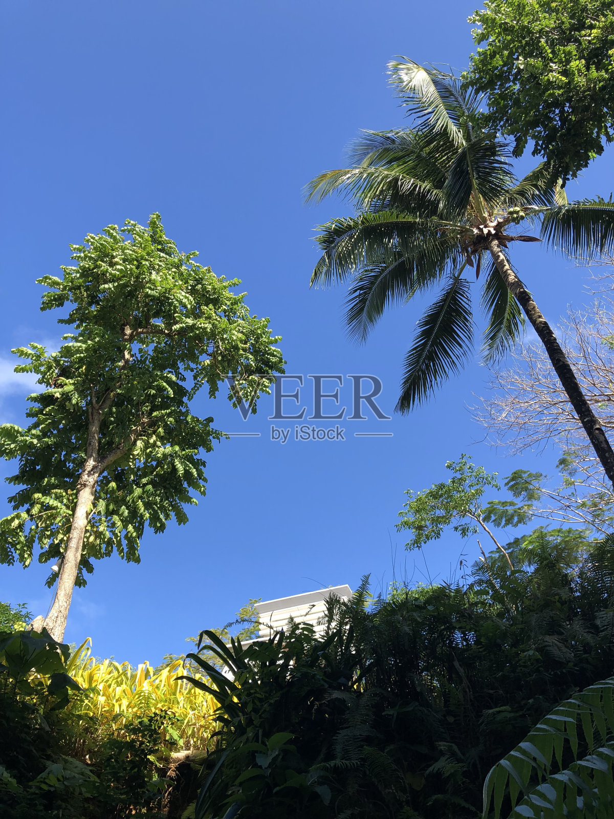 阳光明媚的热带树木照片摄影图片